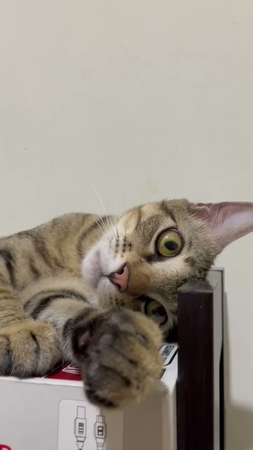 Adorable feline antics