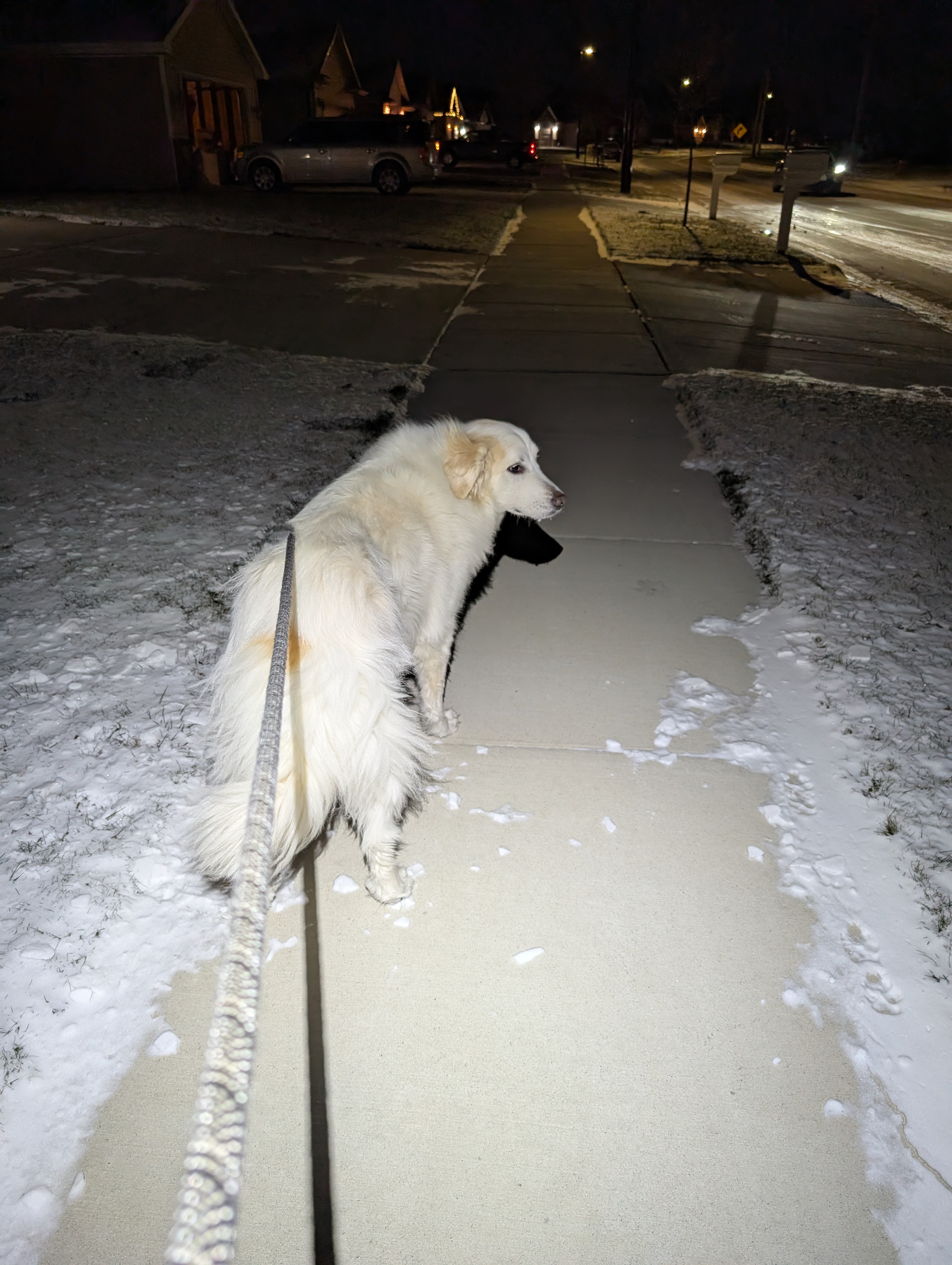 Embracing the Chill: Winter Day 808