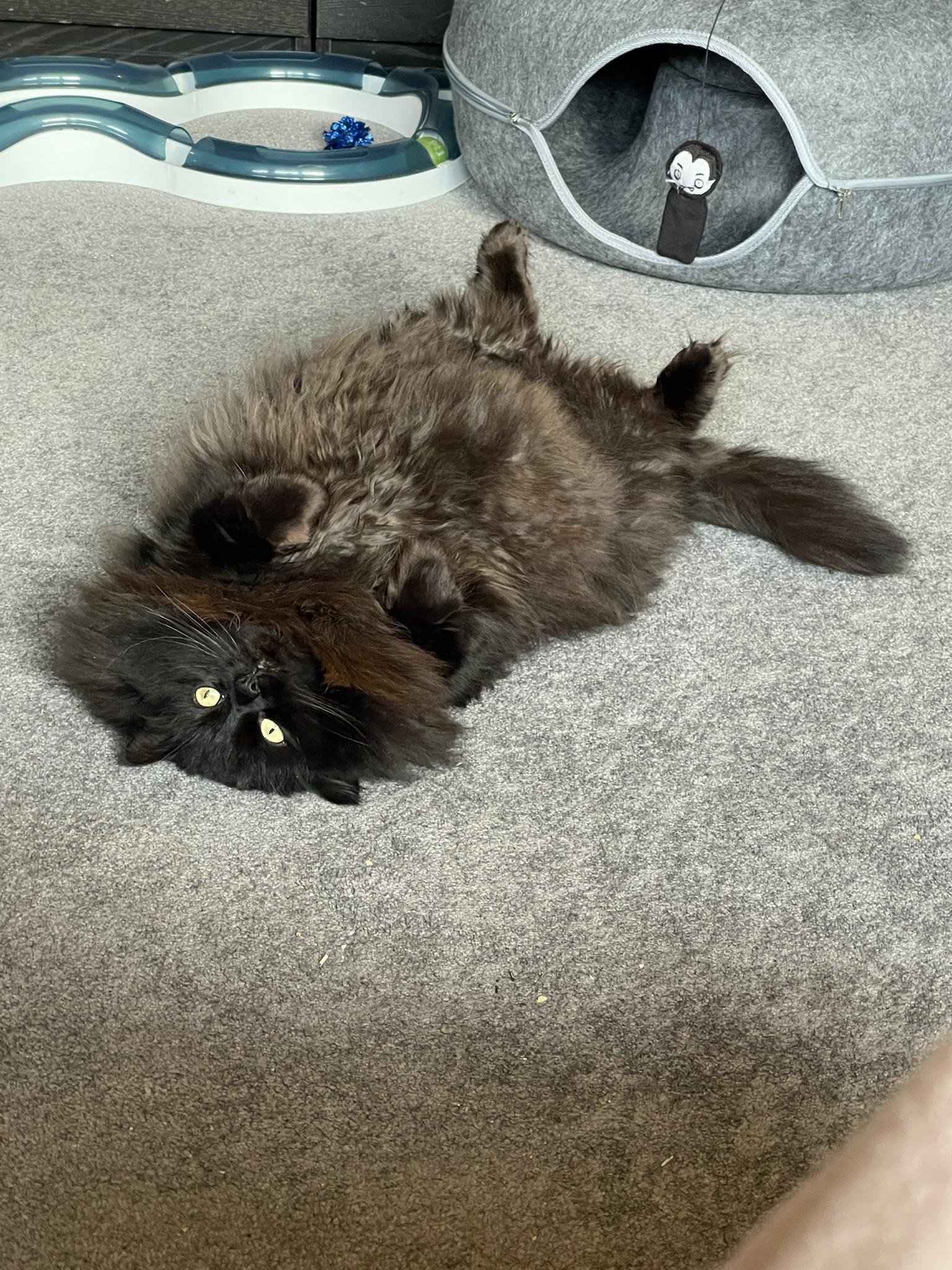 A Cheerful Good Morning from Mavis!