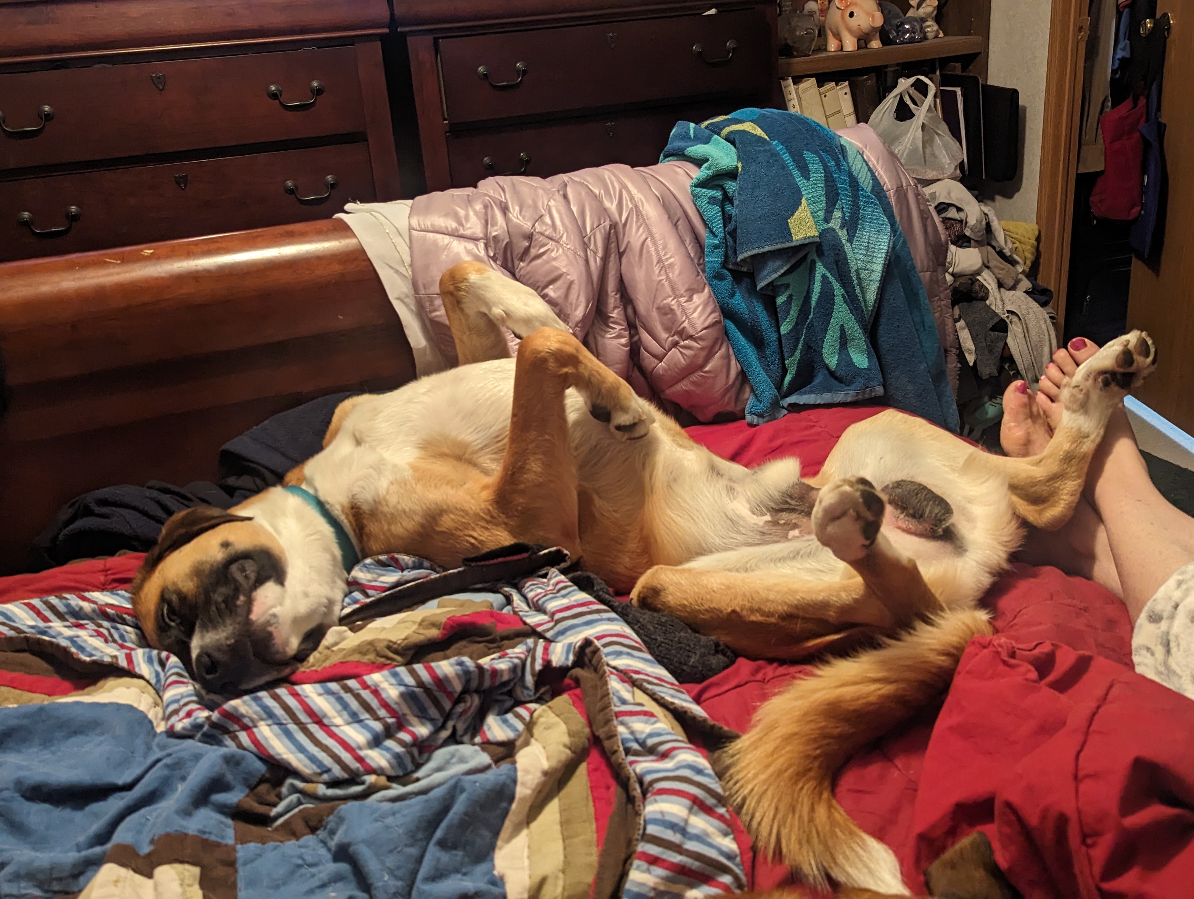 Our New Rescue Dog is Settling In Wonderfully!