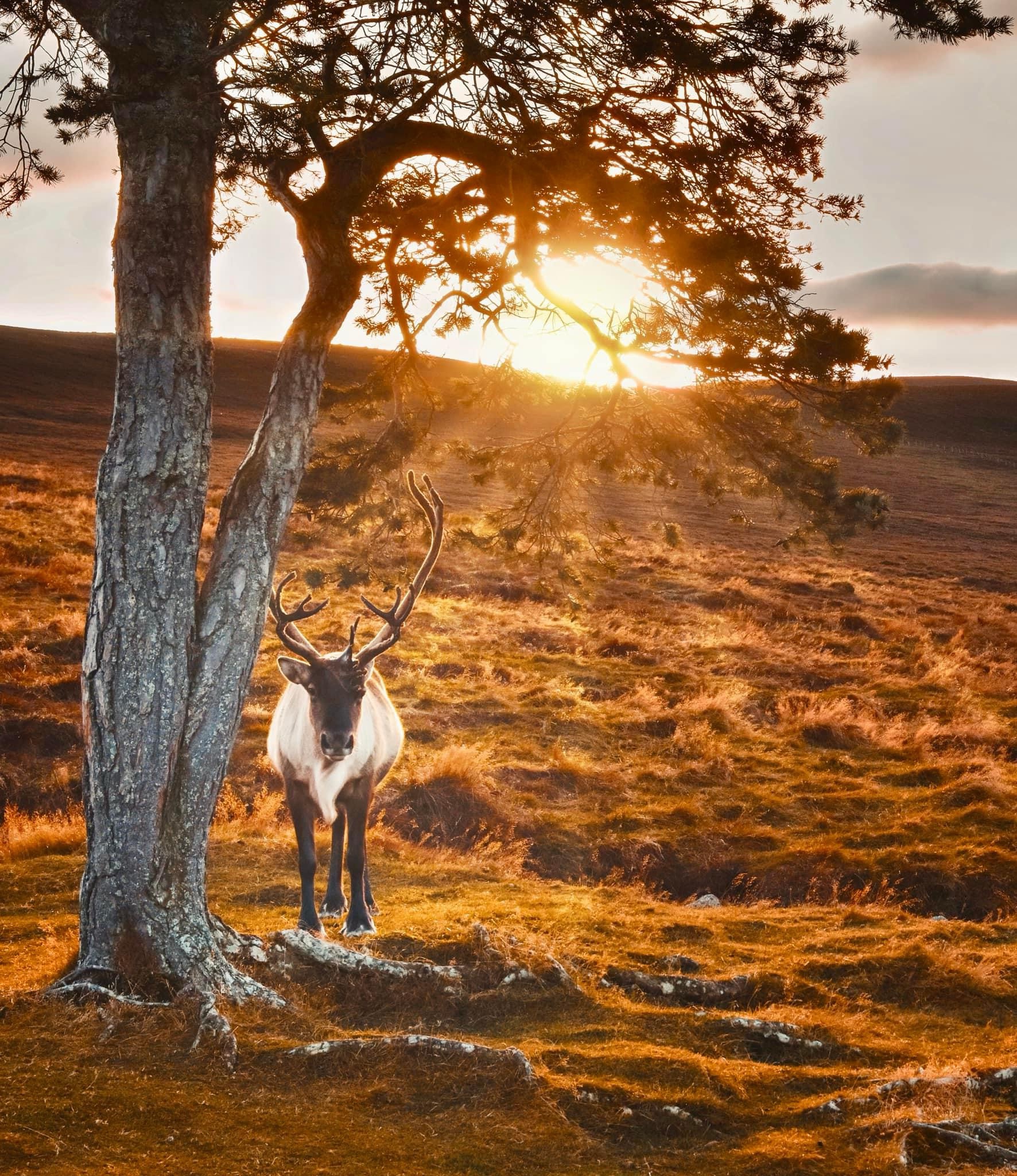 Festive Reindeer Antics