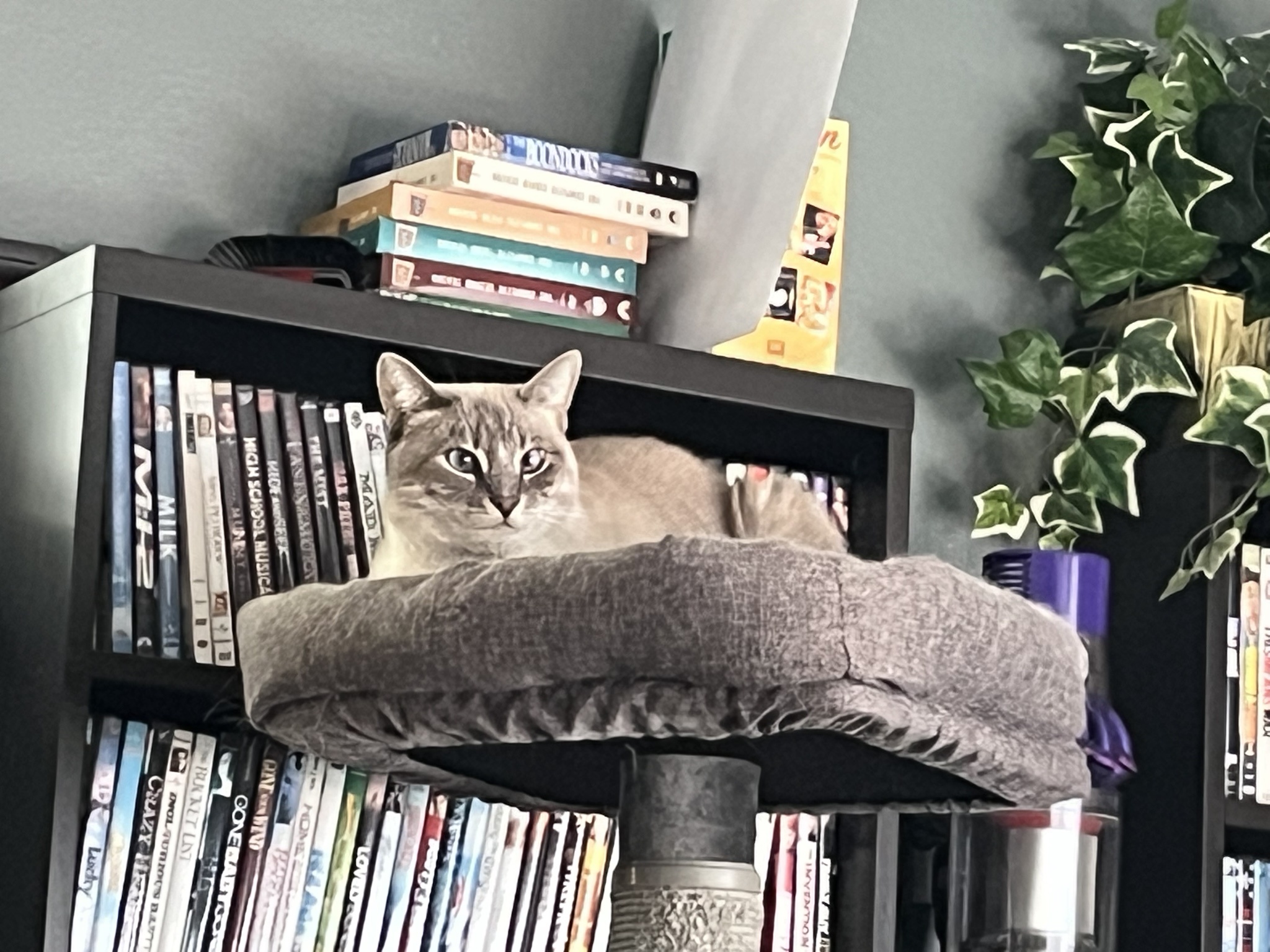 Daily Dose of Ivy: Cat Chronicles Day 325