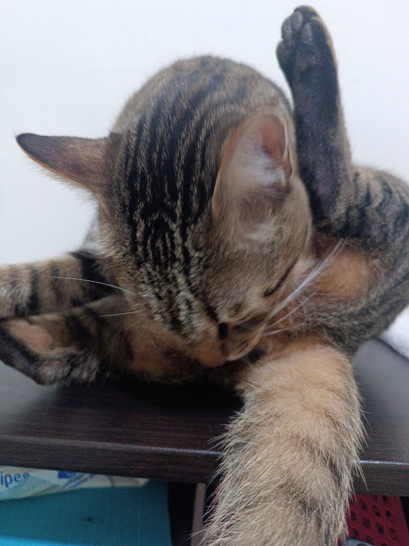 Just a cute cat being adorable.