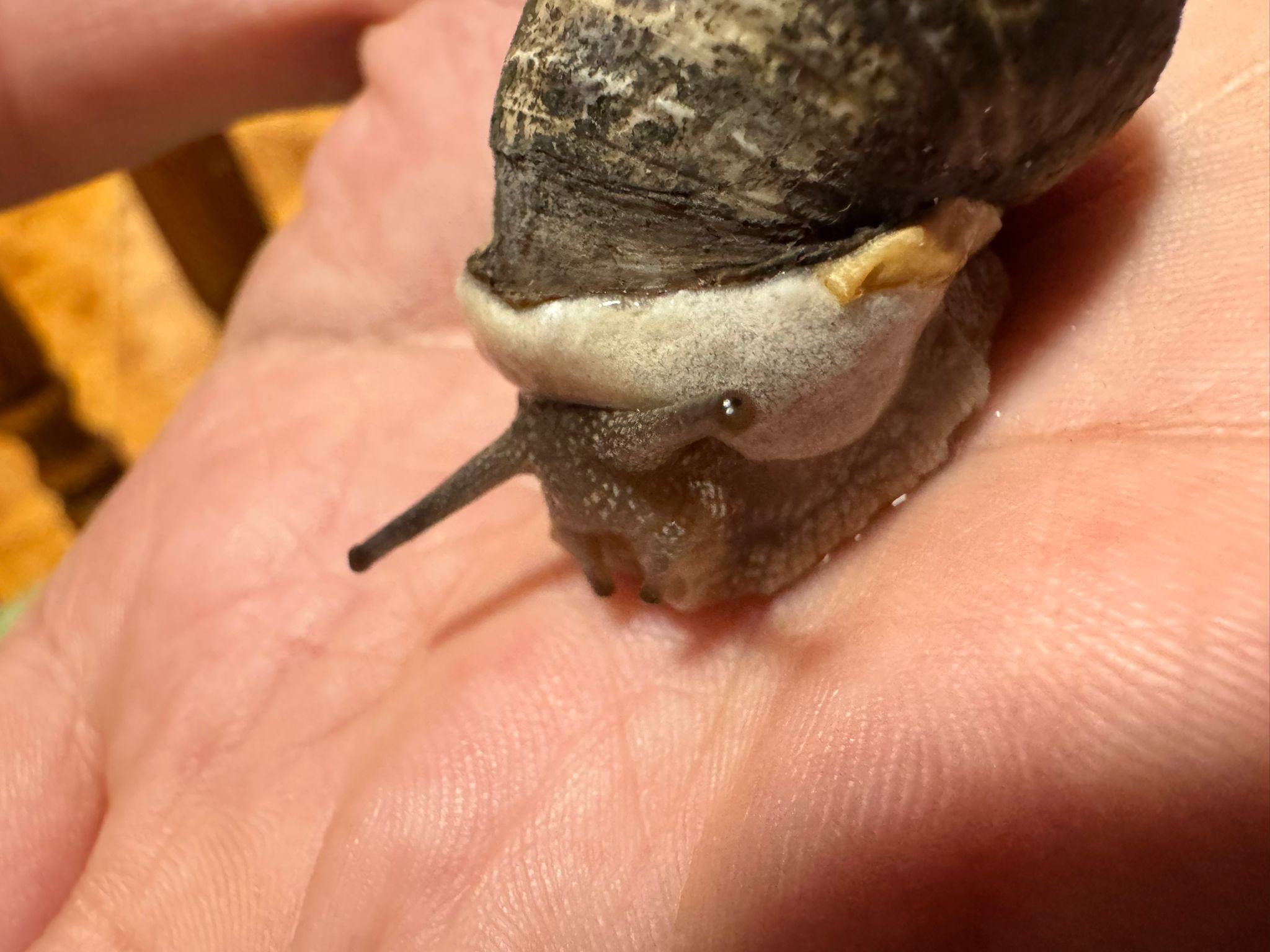 Curious About That Fluffy Thing on the Snail: Is It Normal?