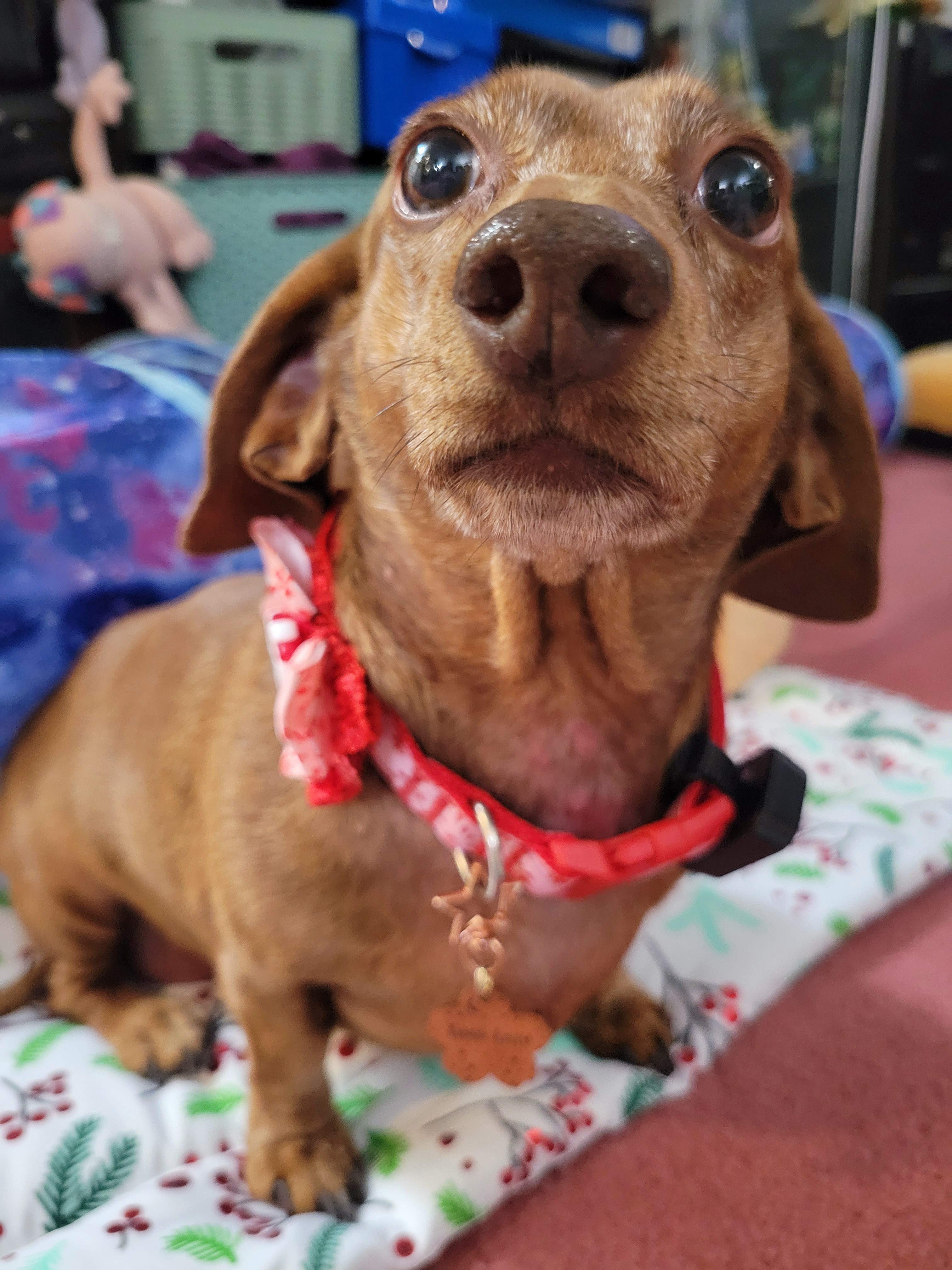 Meet My Adorable Pup Tiger Lilly #717