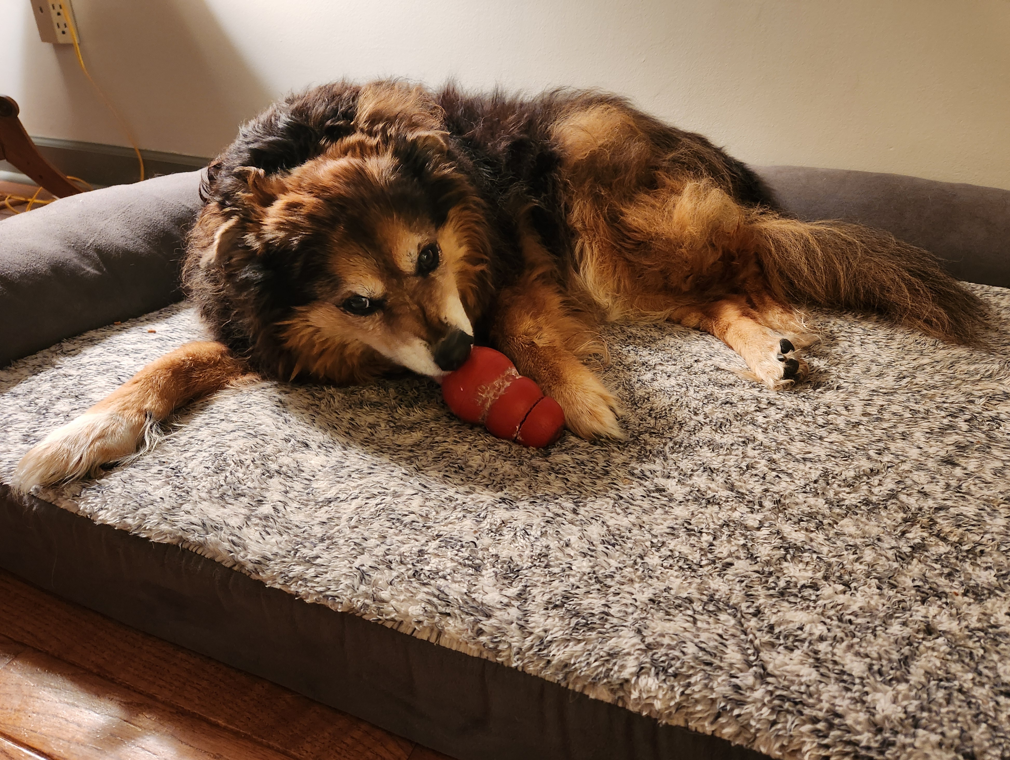 Peanut the Dog's Daily Adventures: Day 1523