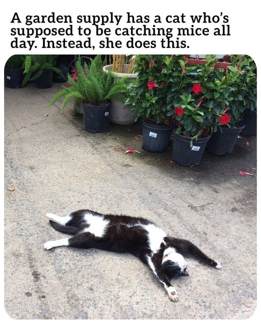 Cats: The Unsung Geniuses of the Animal Kingdom