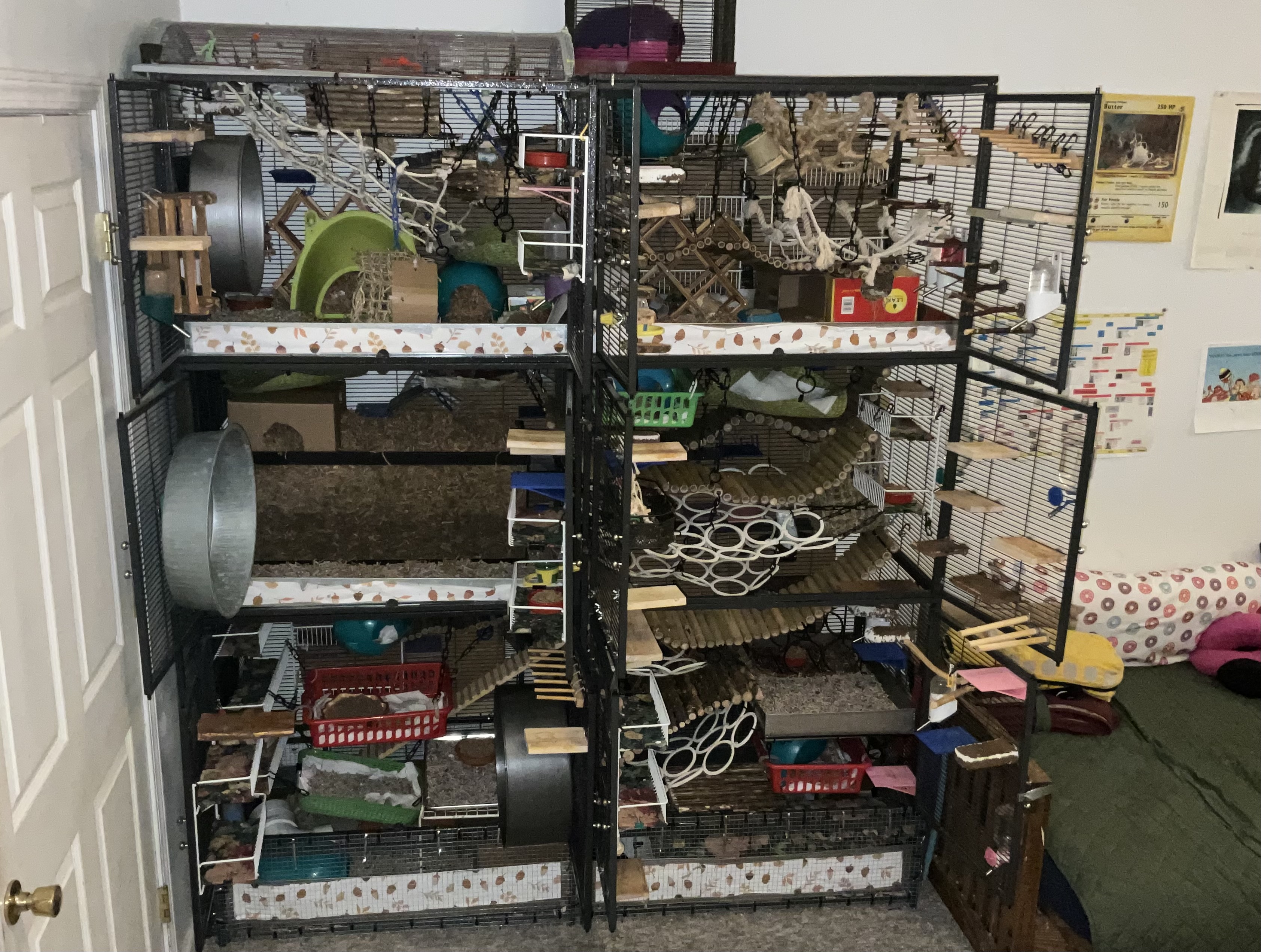 Check Out My Pet Rat's Awesome New Cage Setup!