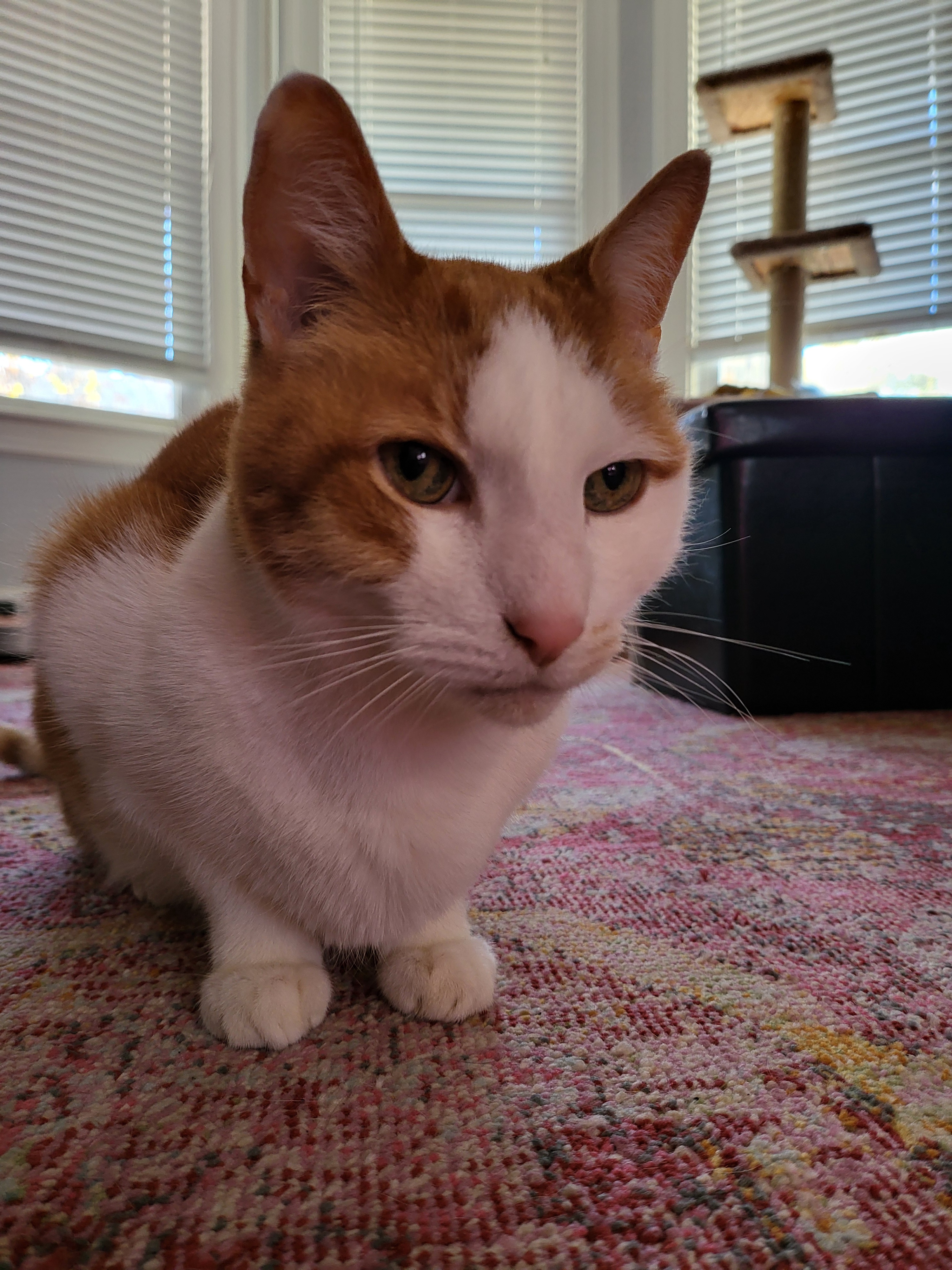 Our Furry Friend Turns 14 Today!