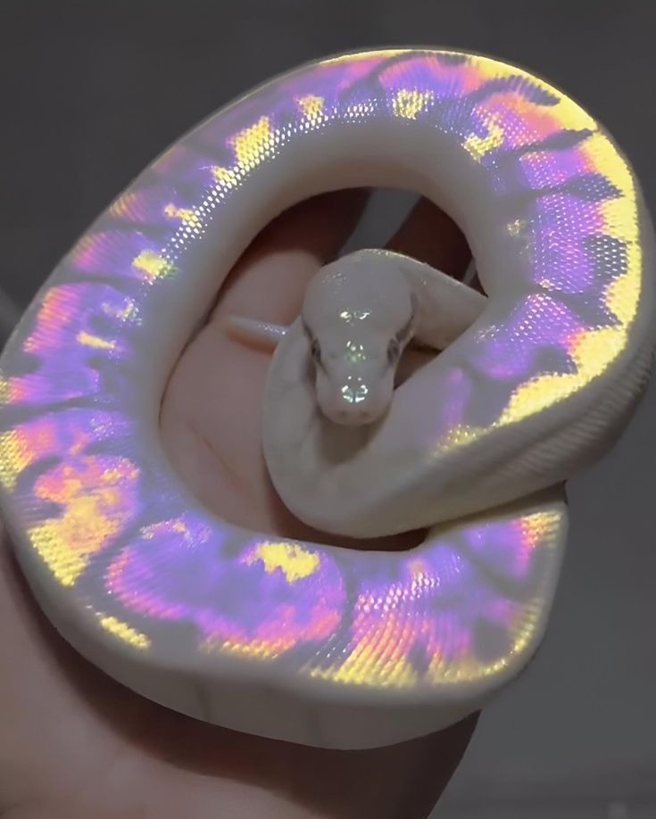 A Snake Like No Other: Oooooooh!