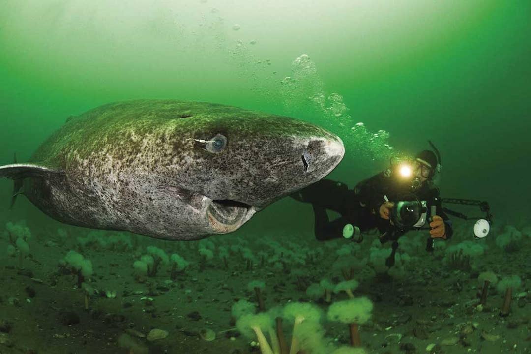 The Oldest Shark's Heartfelt 500-Year Tale, Full of Joy and Forgetfulness