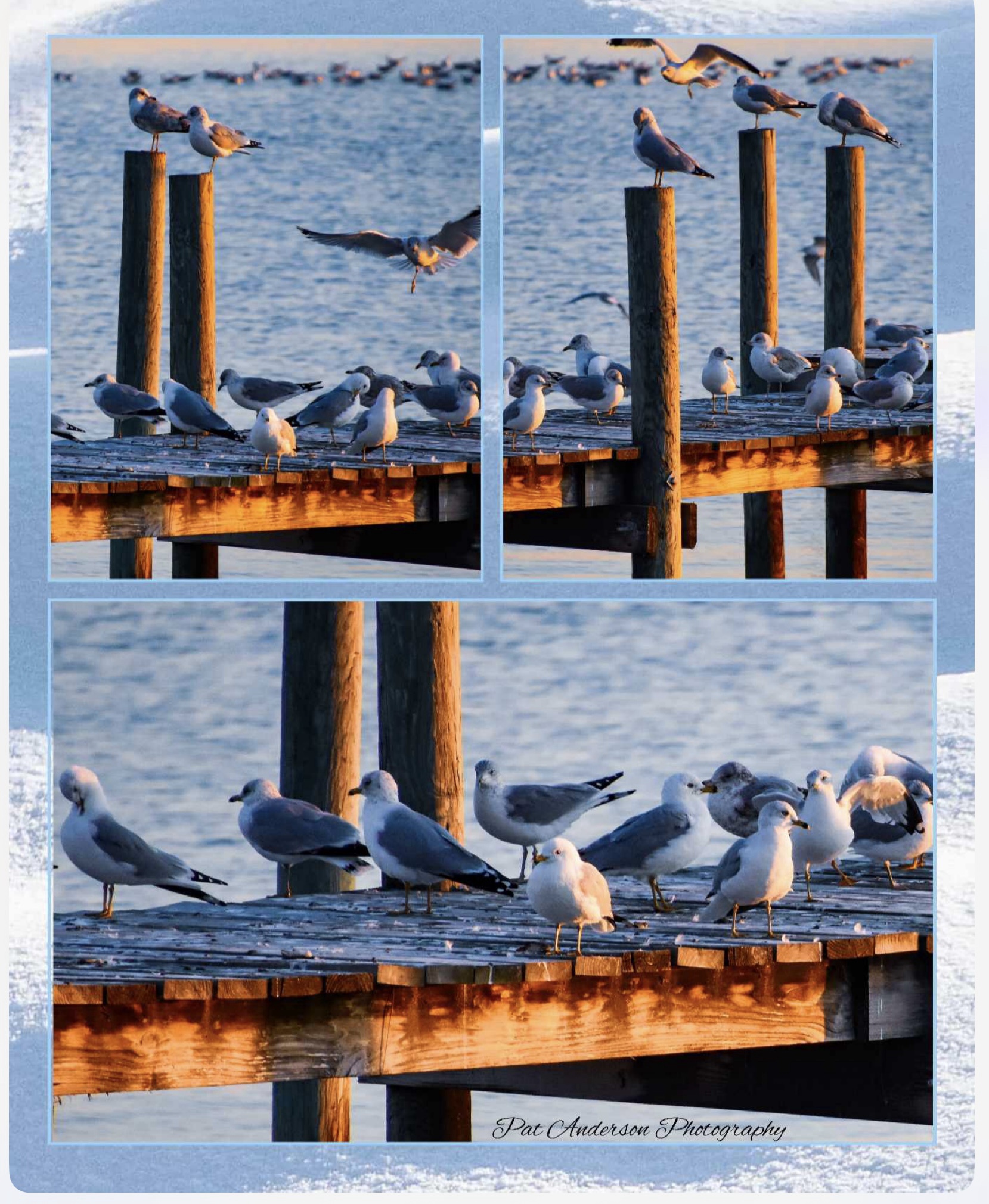 Seagulls: The Coastal Comedians