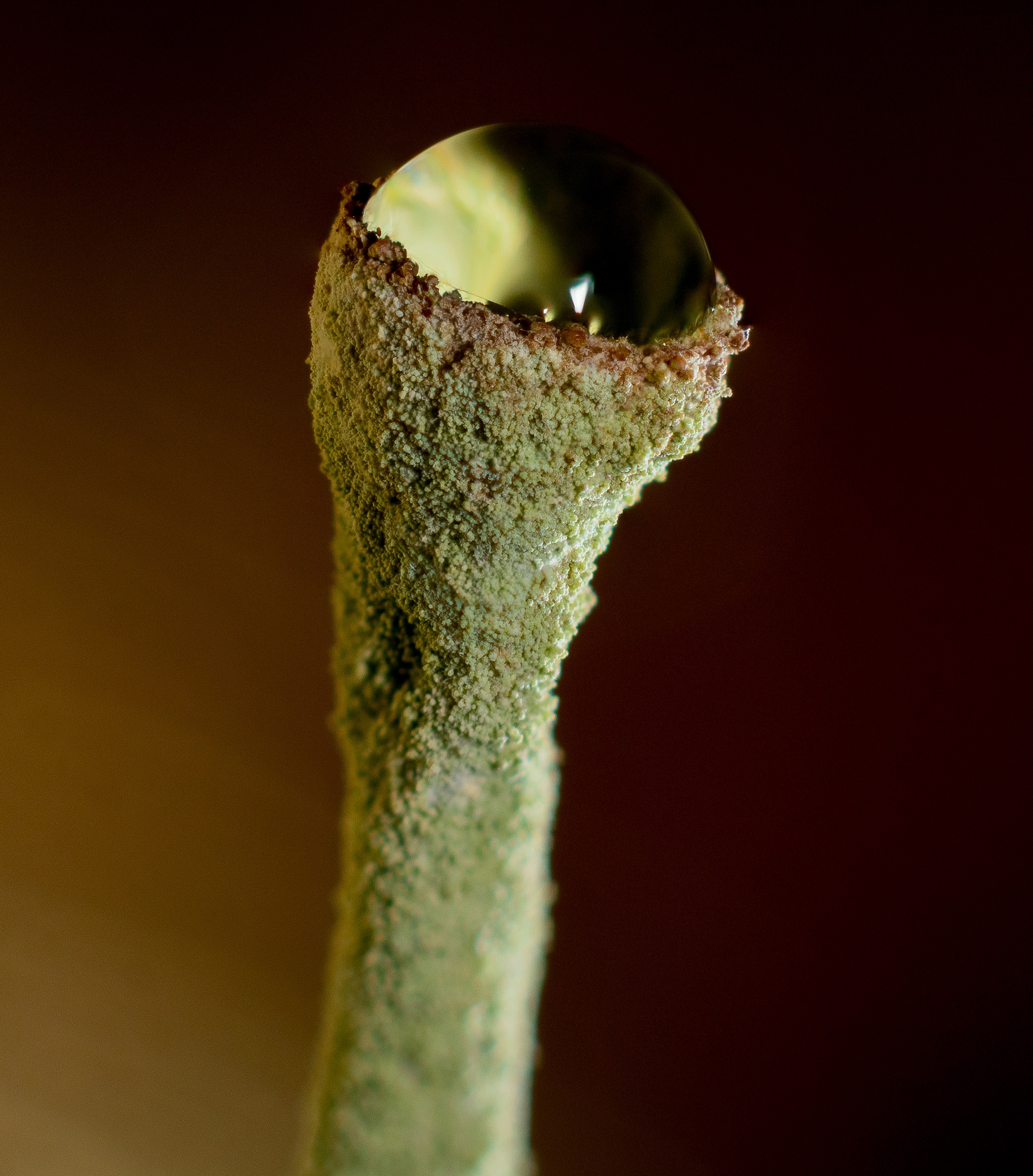 Nature's Wonder: A Lichen Cup Filled with Water