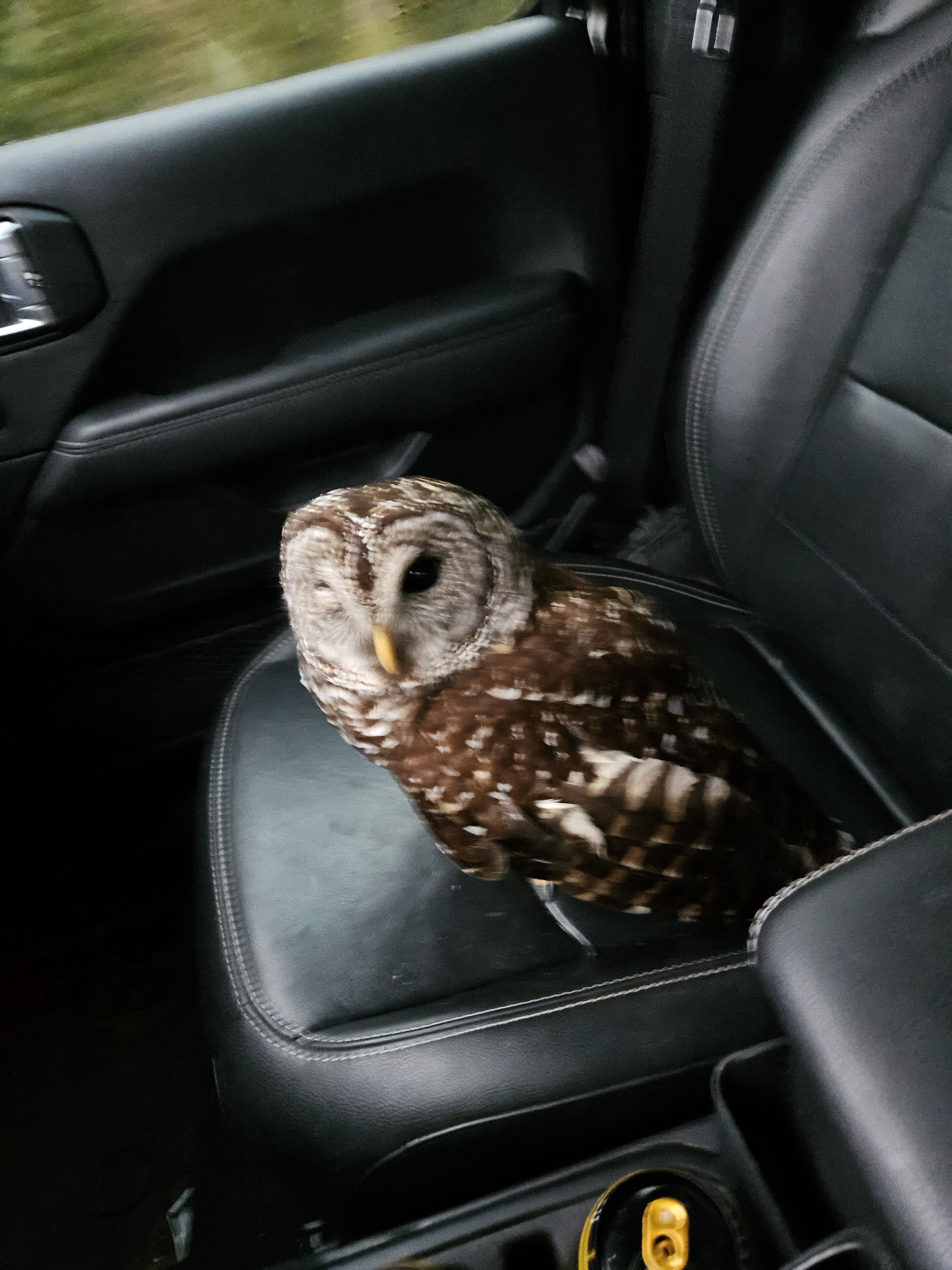 The Enigmatic Jeep Owl