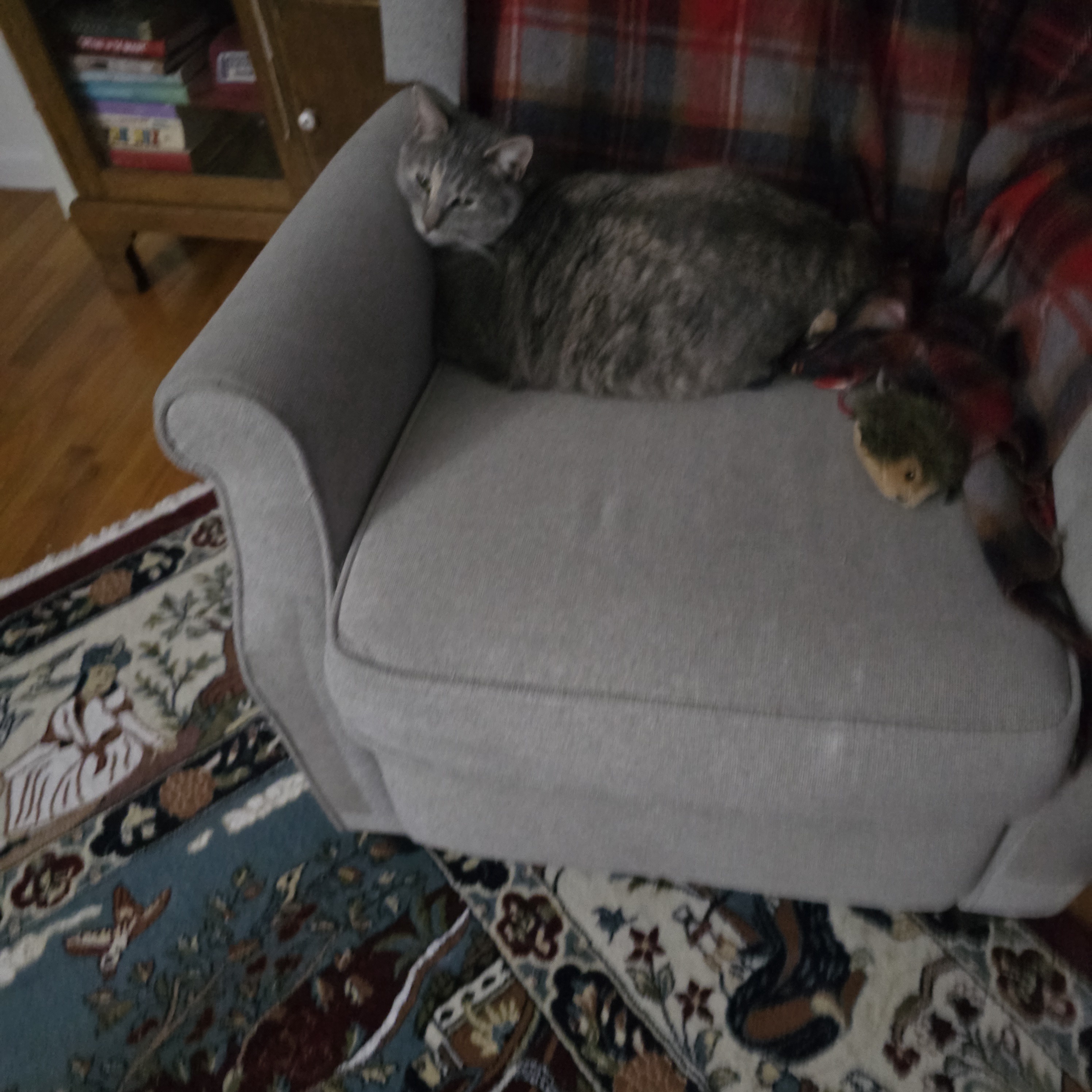 A Daily Dose of Cat Cuteness to Brighten Your Day