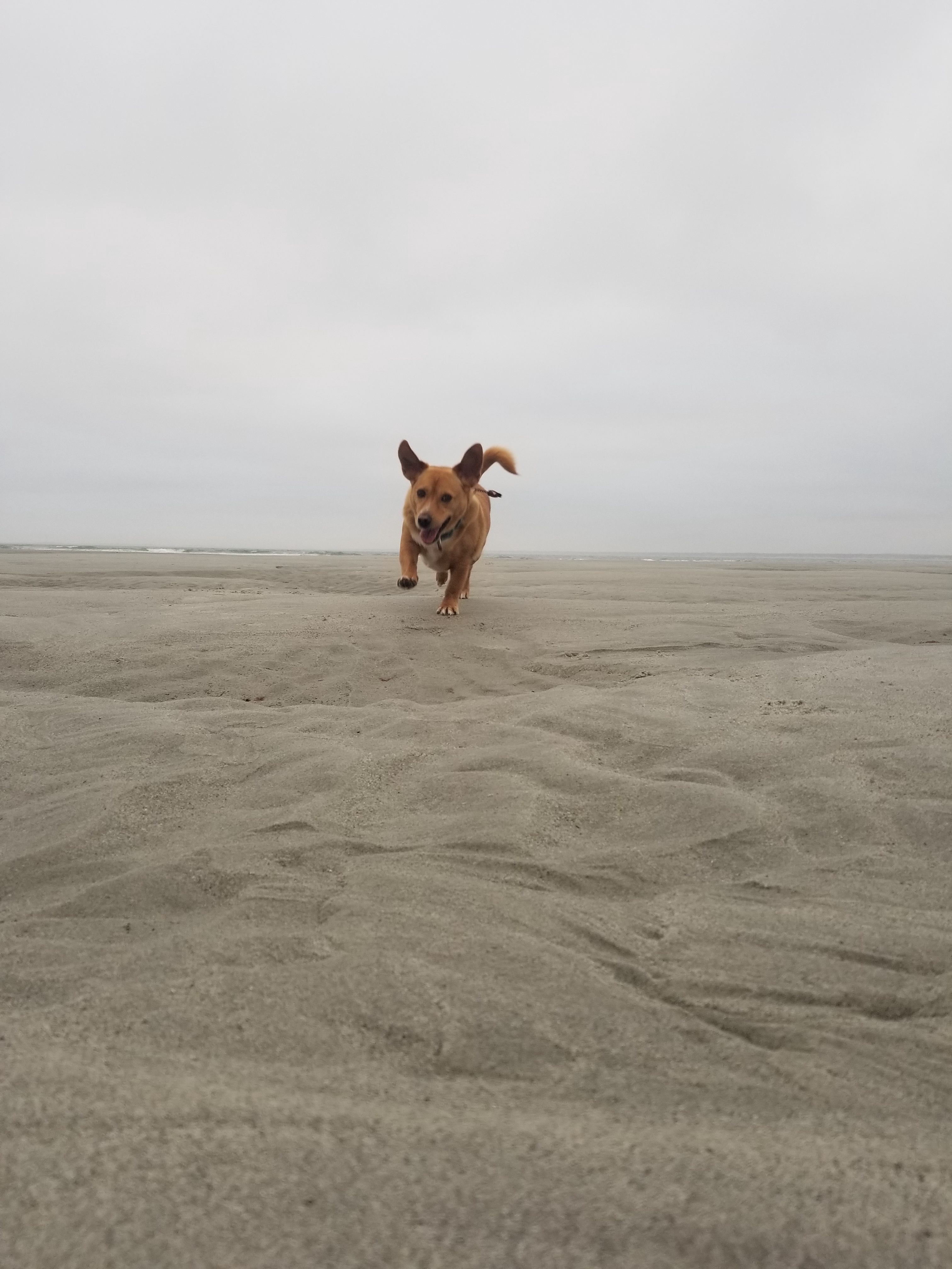 The Adventures of Gimli Pup: Tales of Sand and Snow