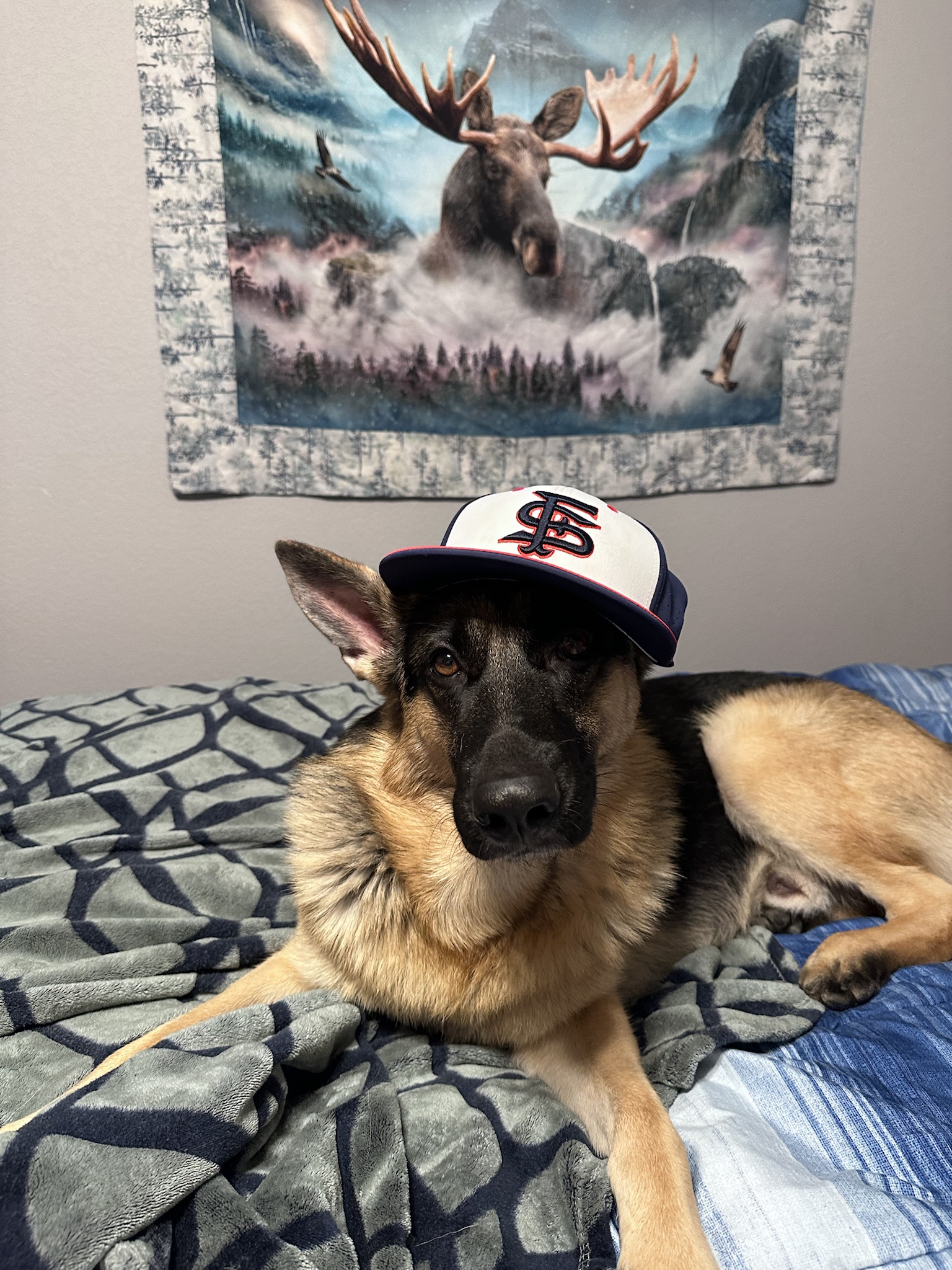 When life gets tough, here's my dog rocking a hat.