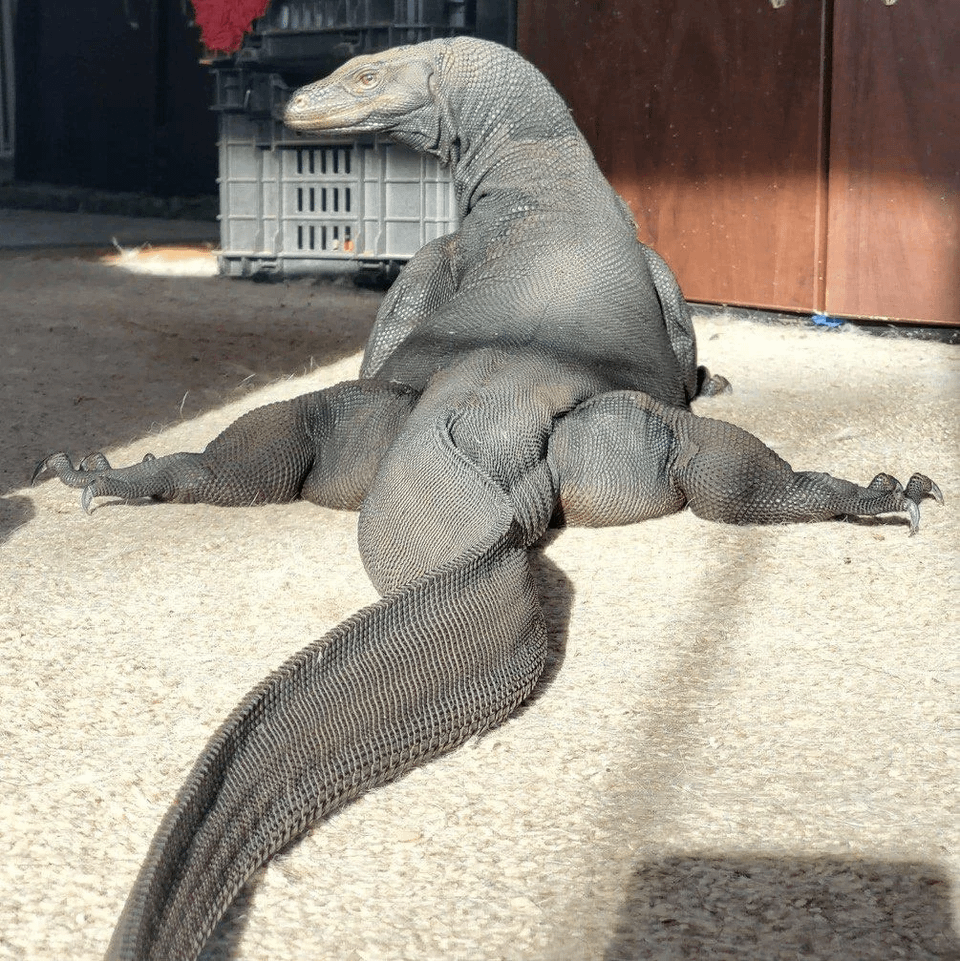 Check Out This Adorably Thick Komodo Dragon!