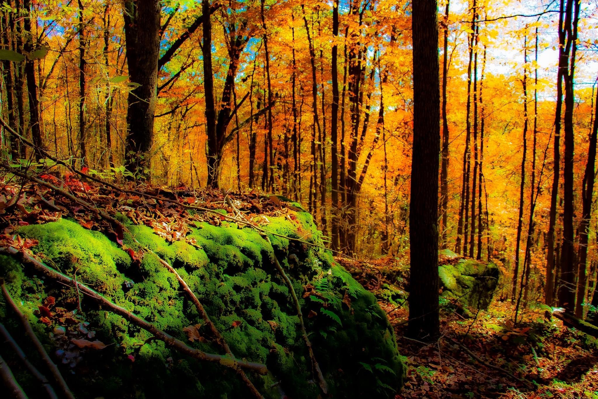 A Glimpse into the Enchanted Forest