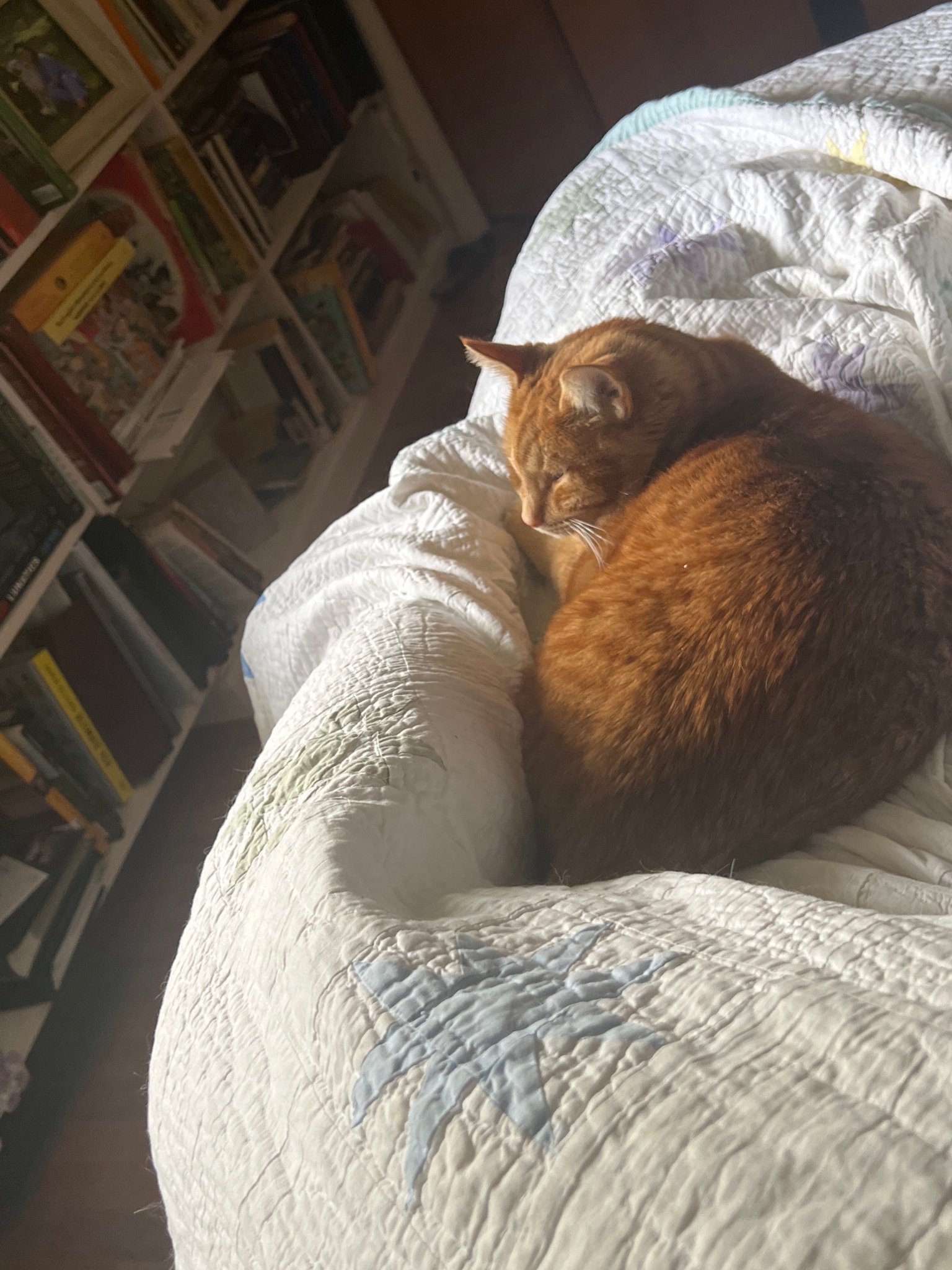 A Daily Dose of Cat Cuteness to Brighten Your Day