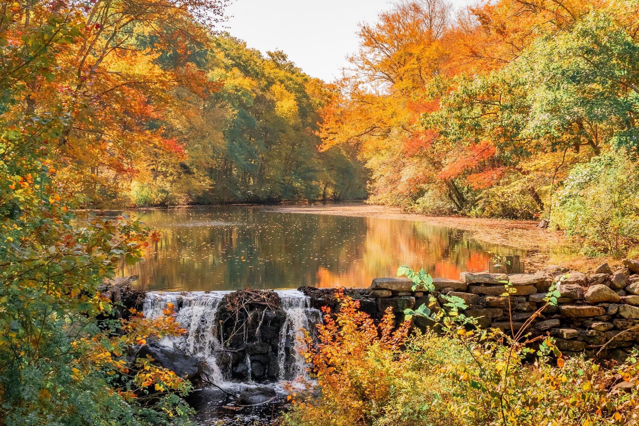 The Essence of Autumn: Nature's Transformation