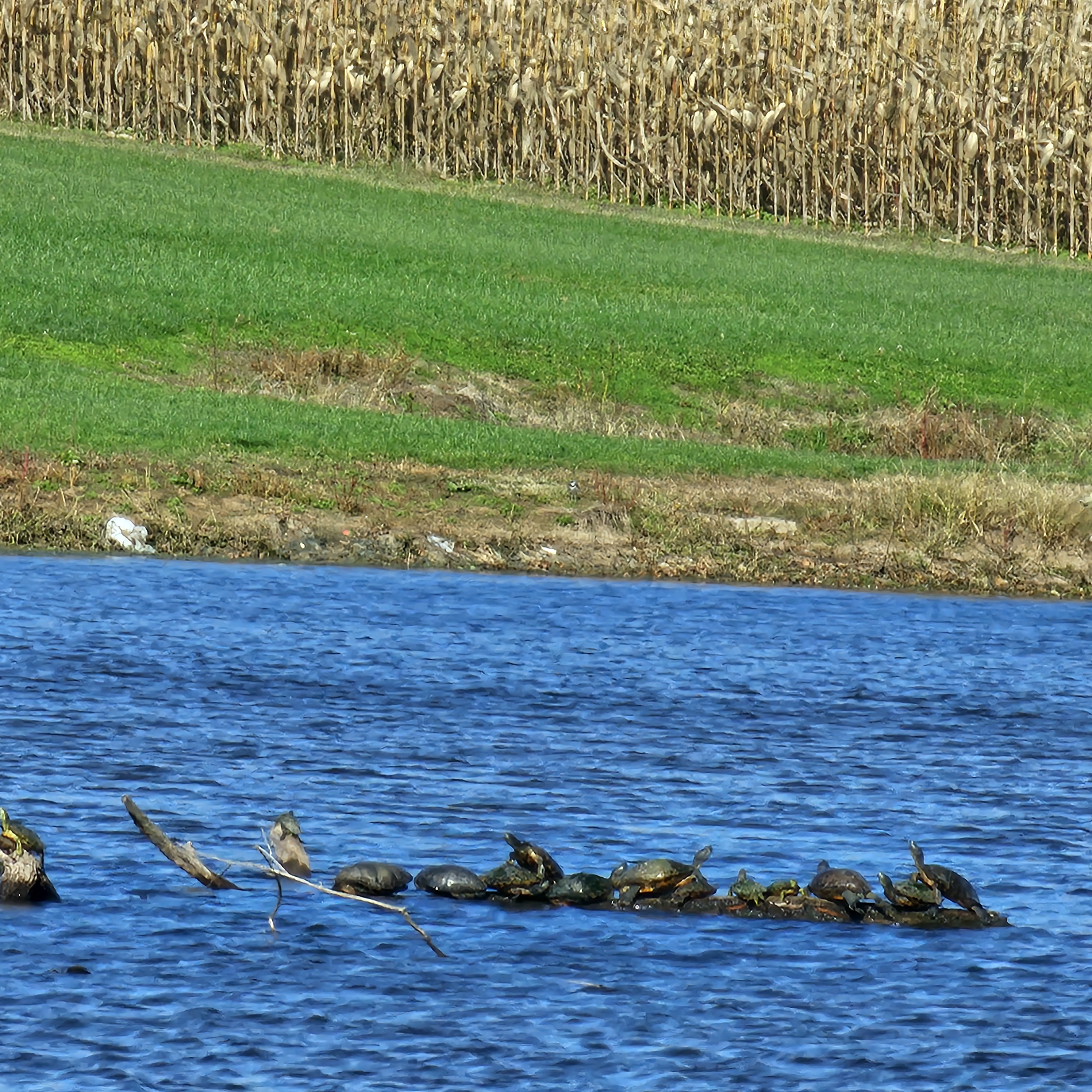 Is this Turtle Island?
