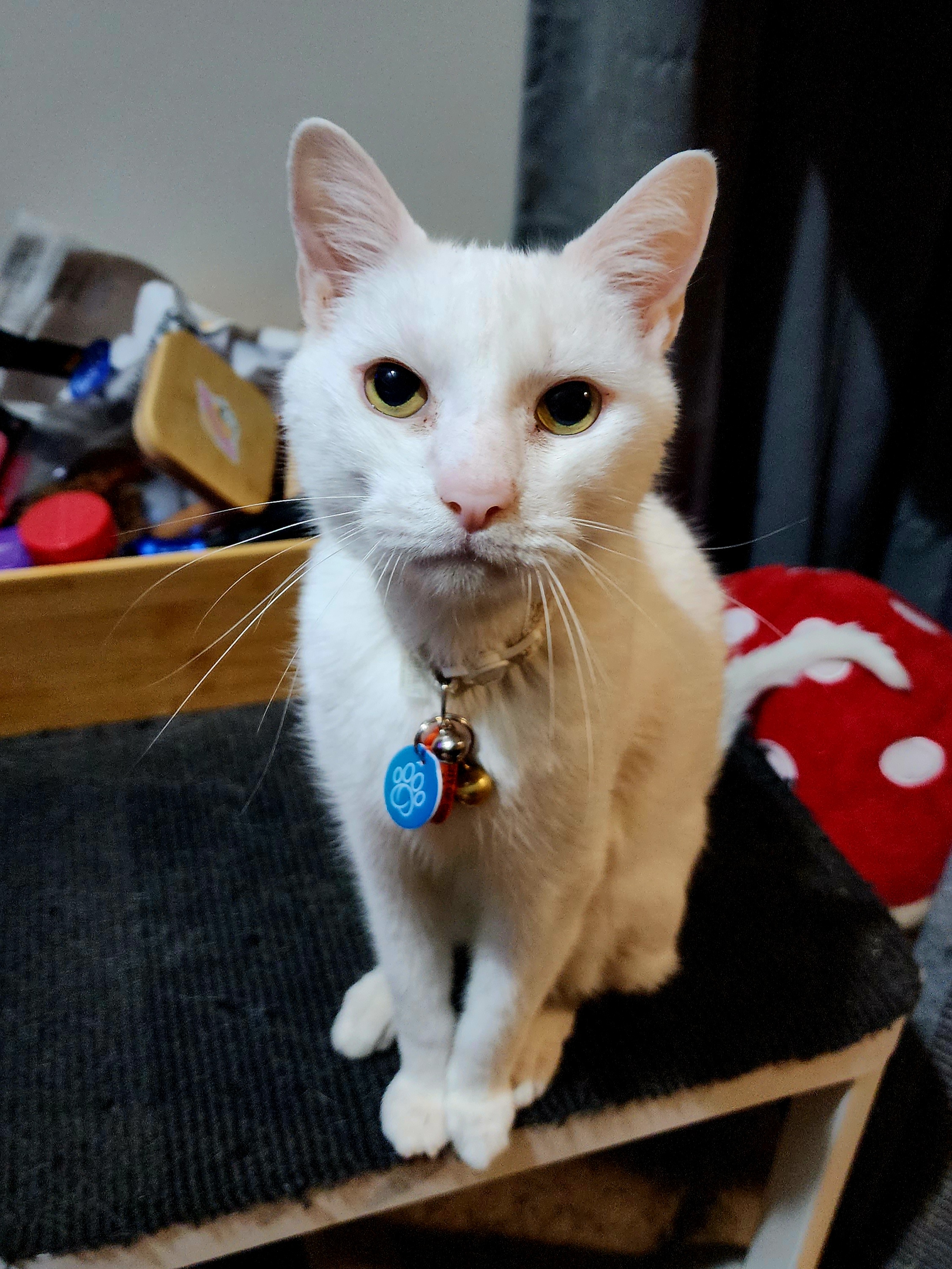 Meet Casper, the shy and polite boy who avoids the camera