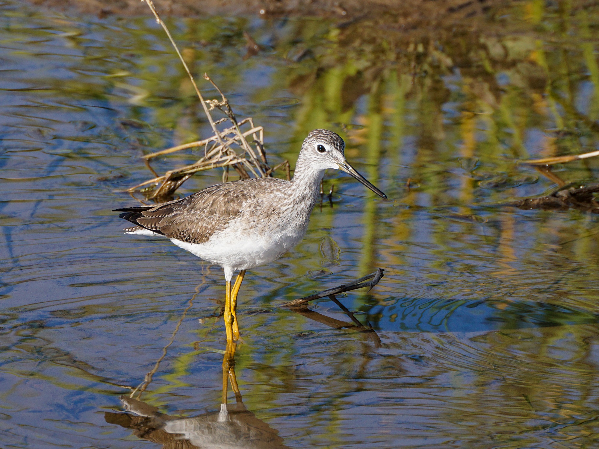 Discovering the Greater Yellowlegs: Nature's Wonder