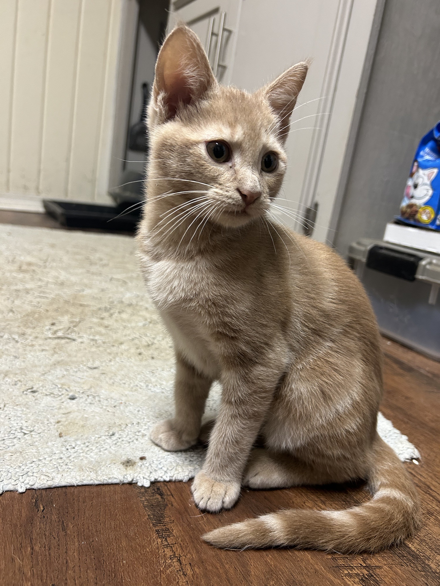Meet Leonard: My New Feline Friend, Also Known as Lenny or Leo