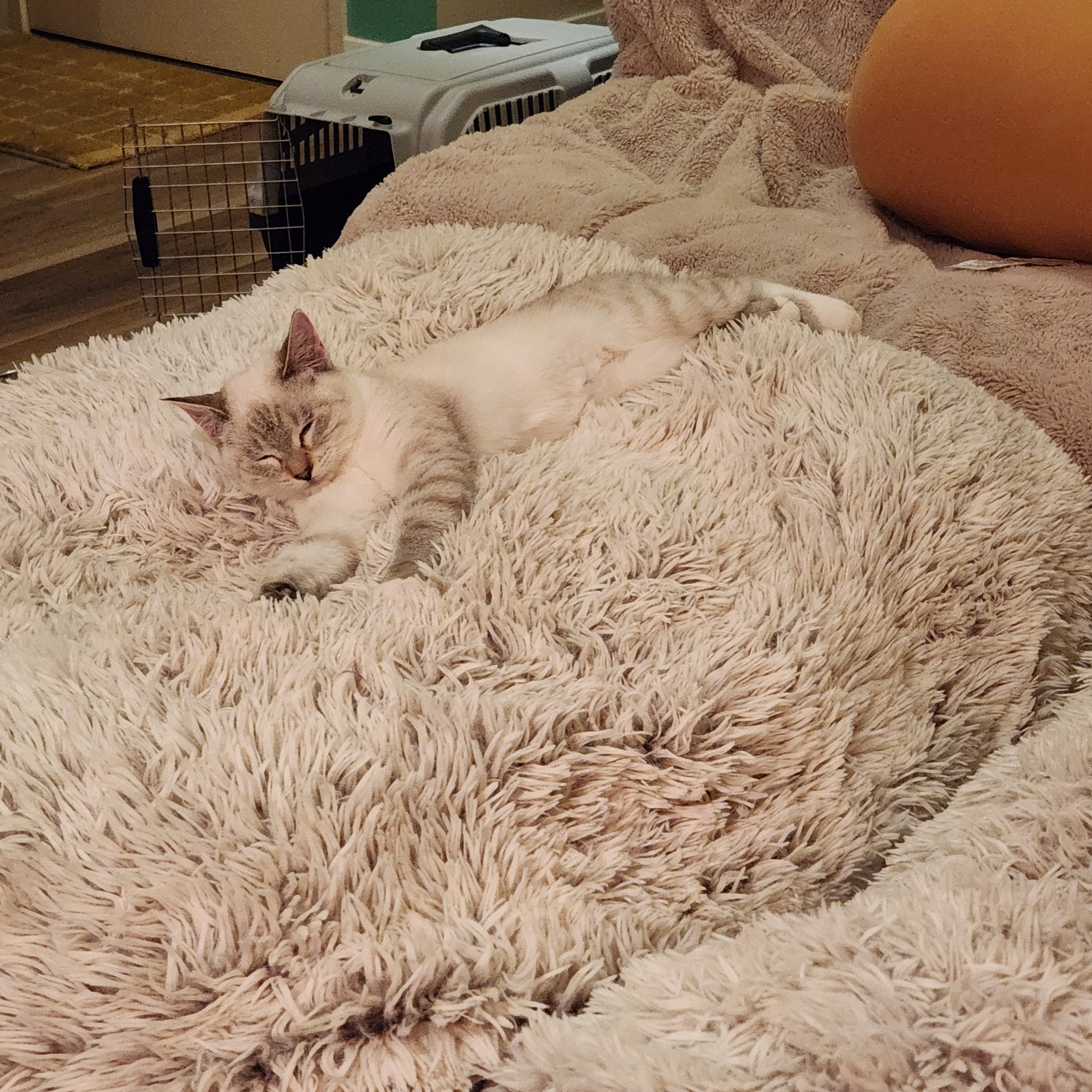 Meet Elsa: The Queen of Winter