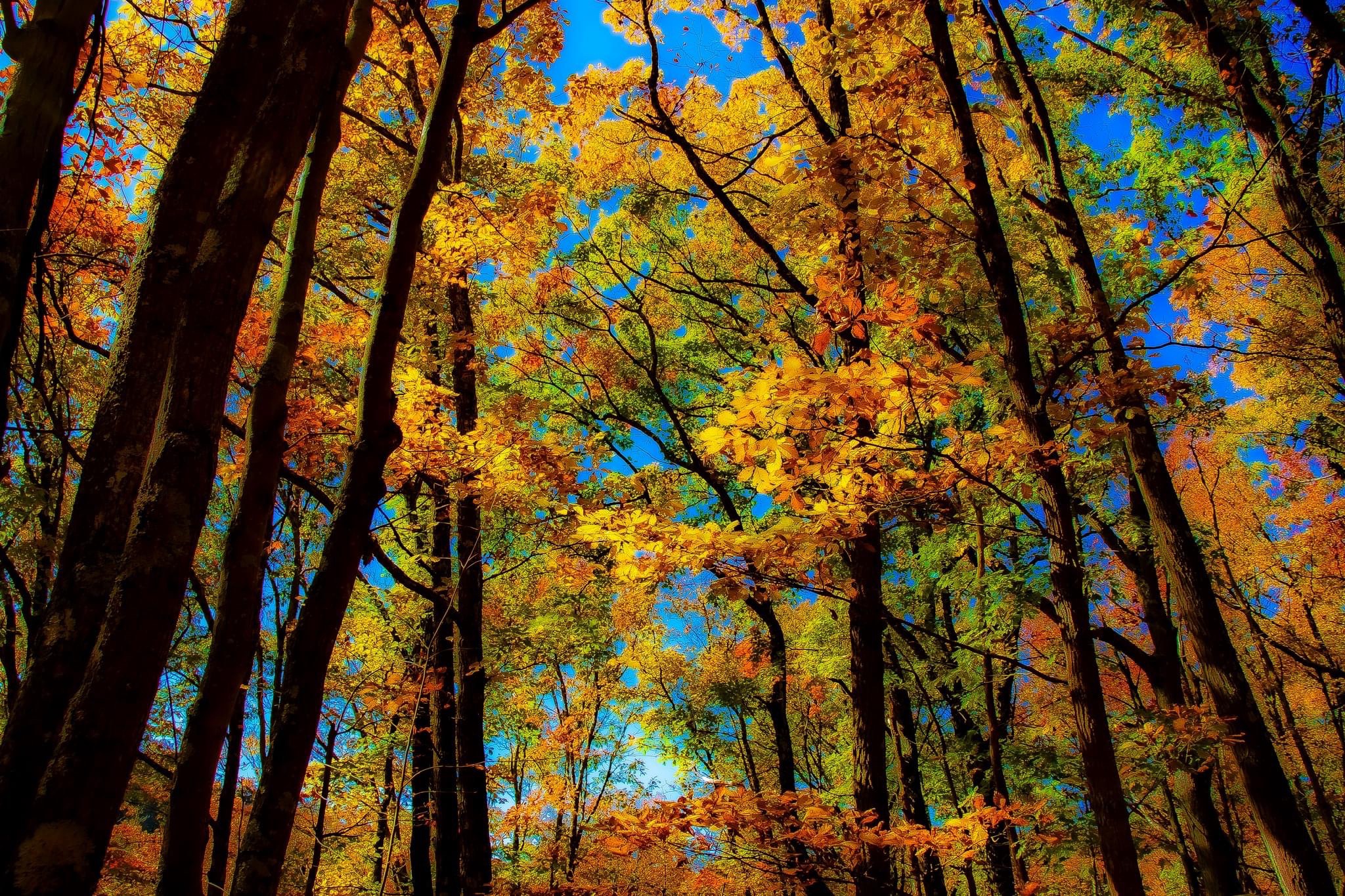 Exploring the Enchanting Forest