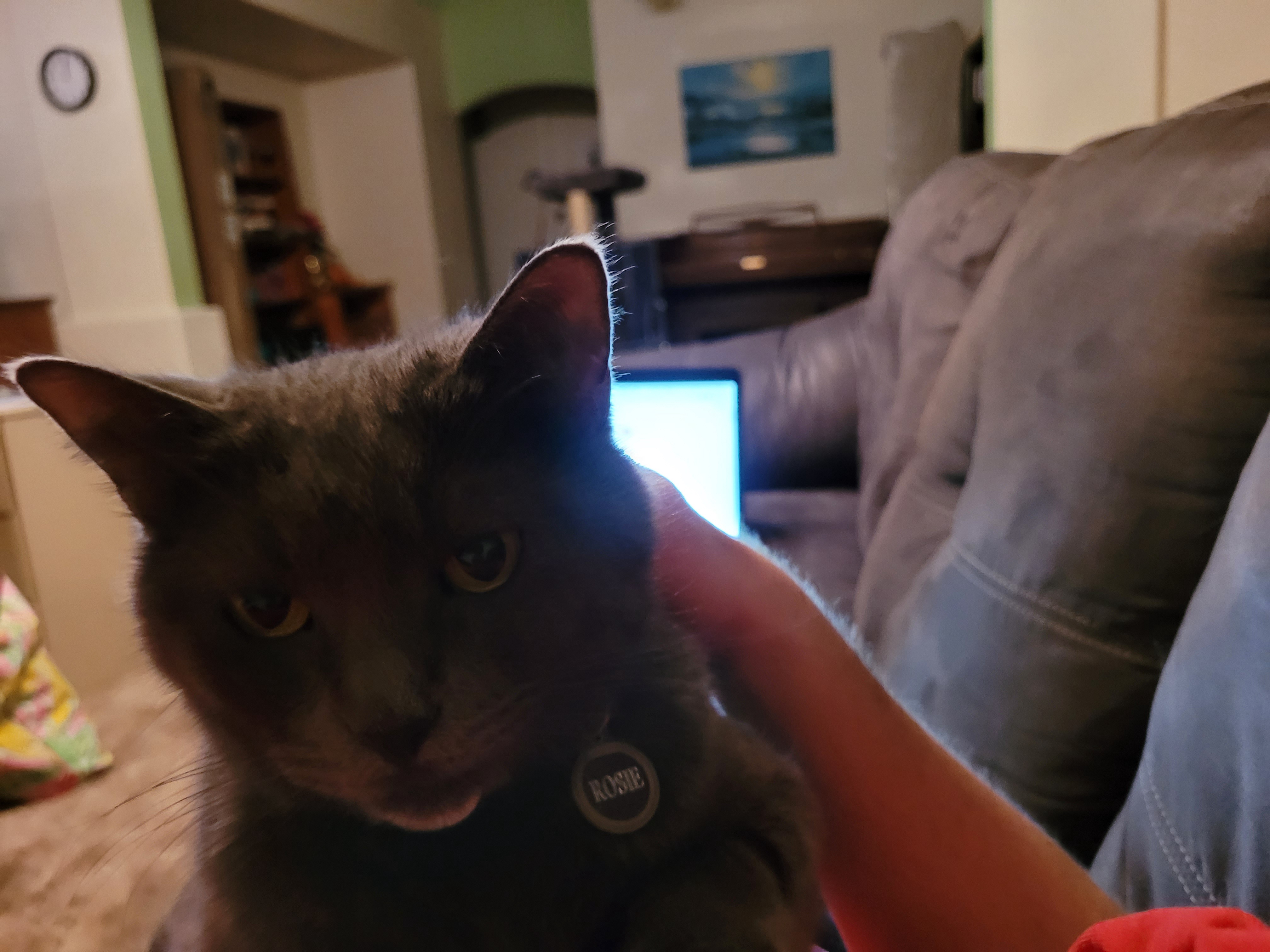 Our Cat Cuddled with Me Longer Than Ever Before!