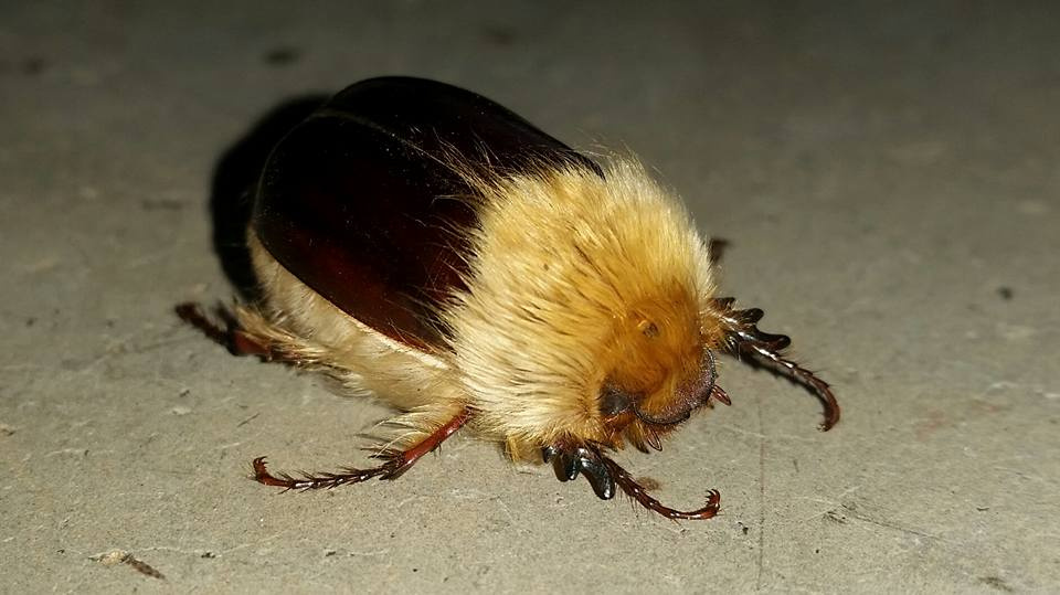 I just found out about a fascinating beetle called the woolly chafer!