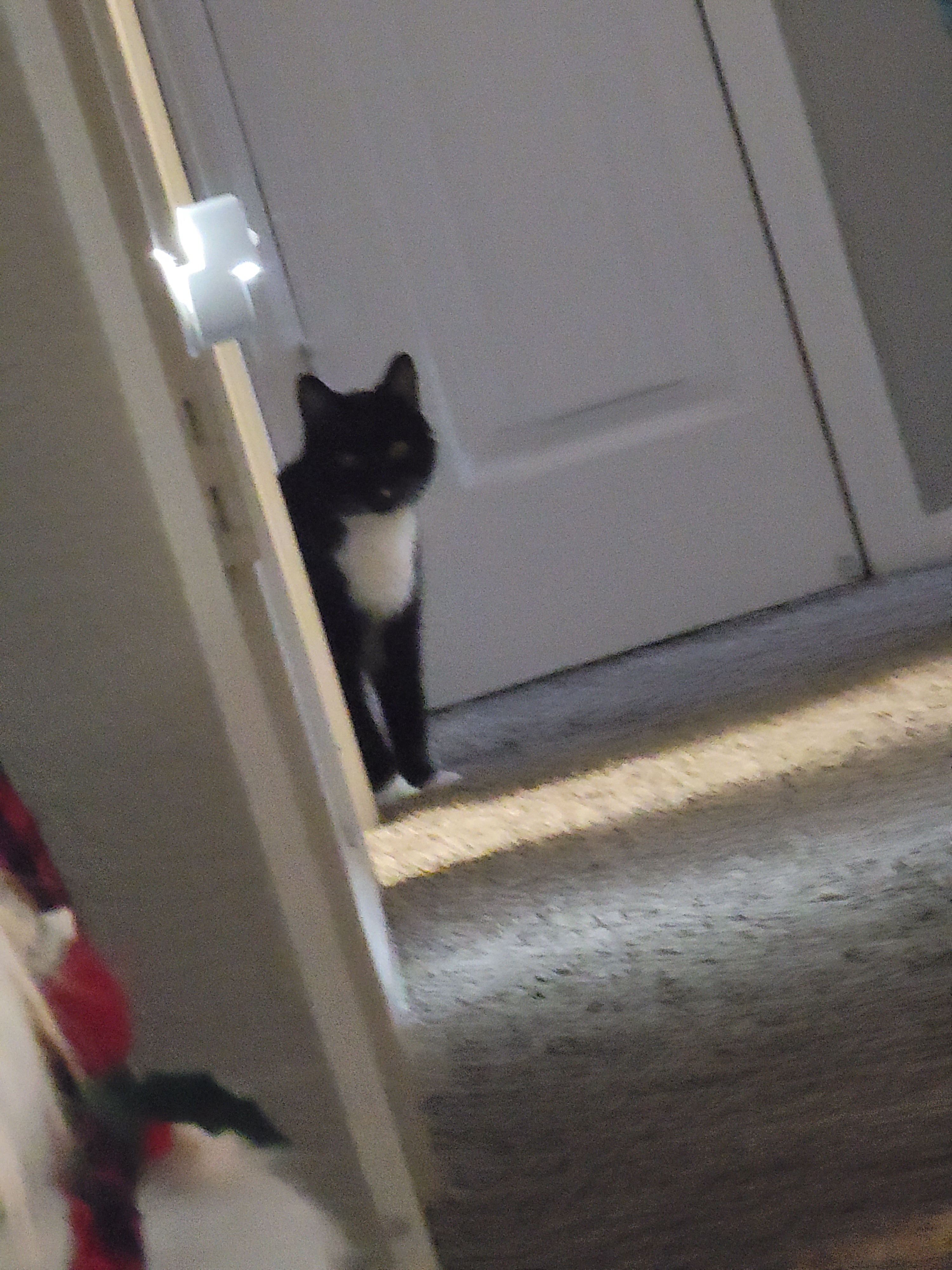 Daily dose of cuteness: Cat edition #1267