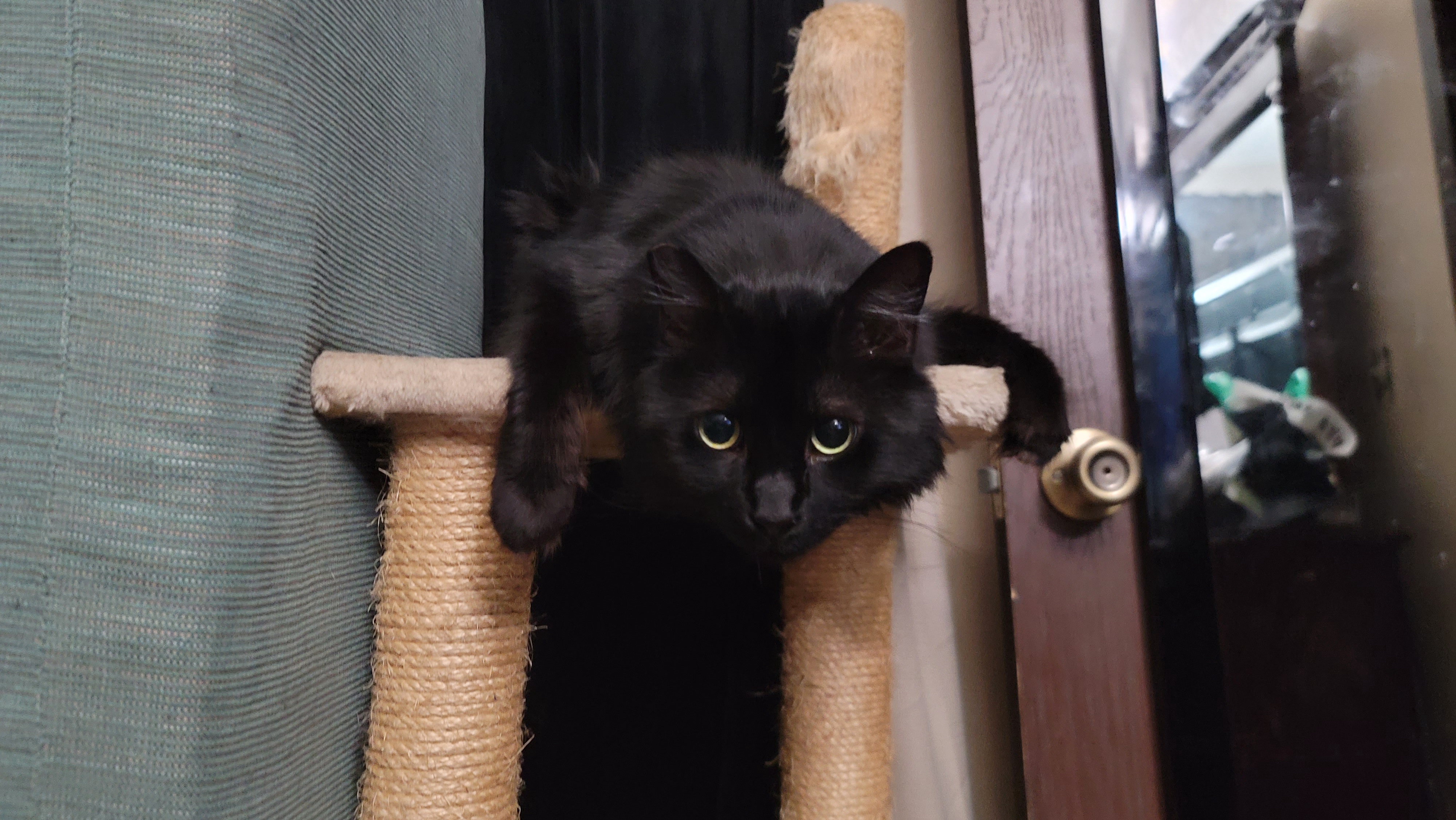 Celebrating International Black Cat Day with Luna!