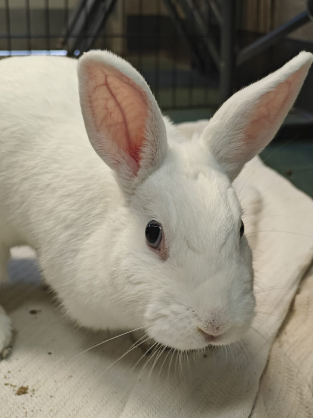 Meet This Week's Adorable Rabbits at My Local Animal Shelter!