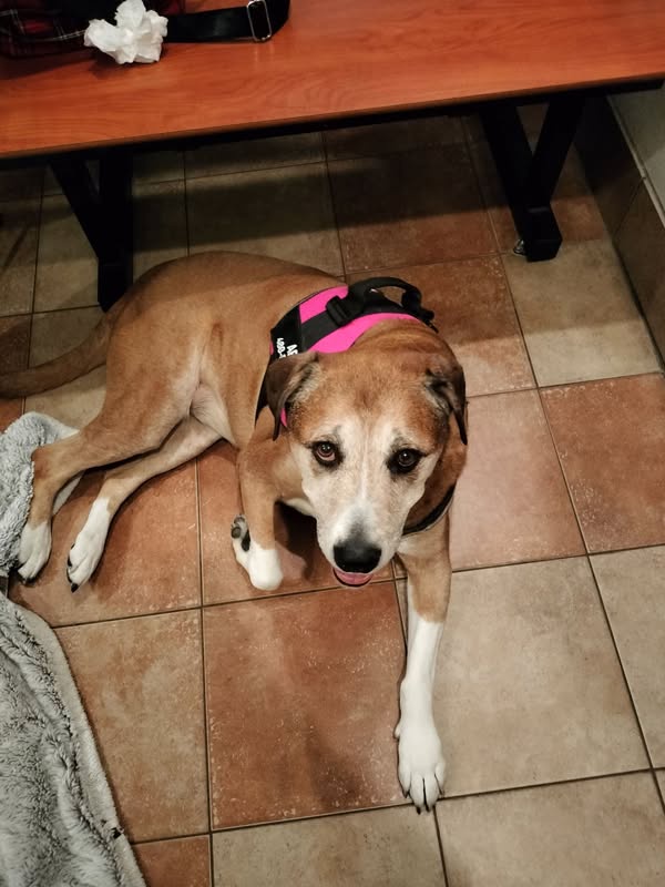 Arya's Journey: She Has Crossed the Rainbow Bridge