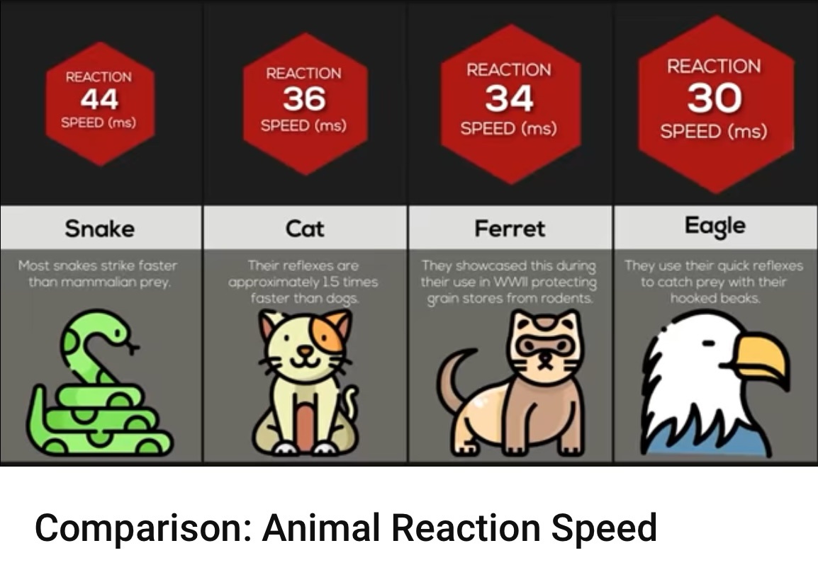 Earlier, I shared a video of a cat slapping a snake, which sparked a lively debate about reaction times. Check out this comparison I found!