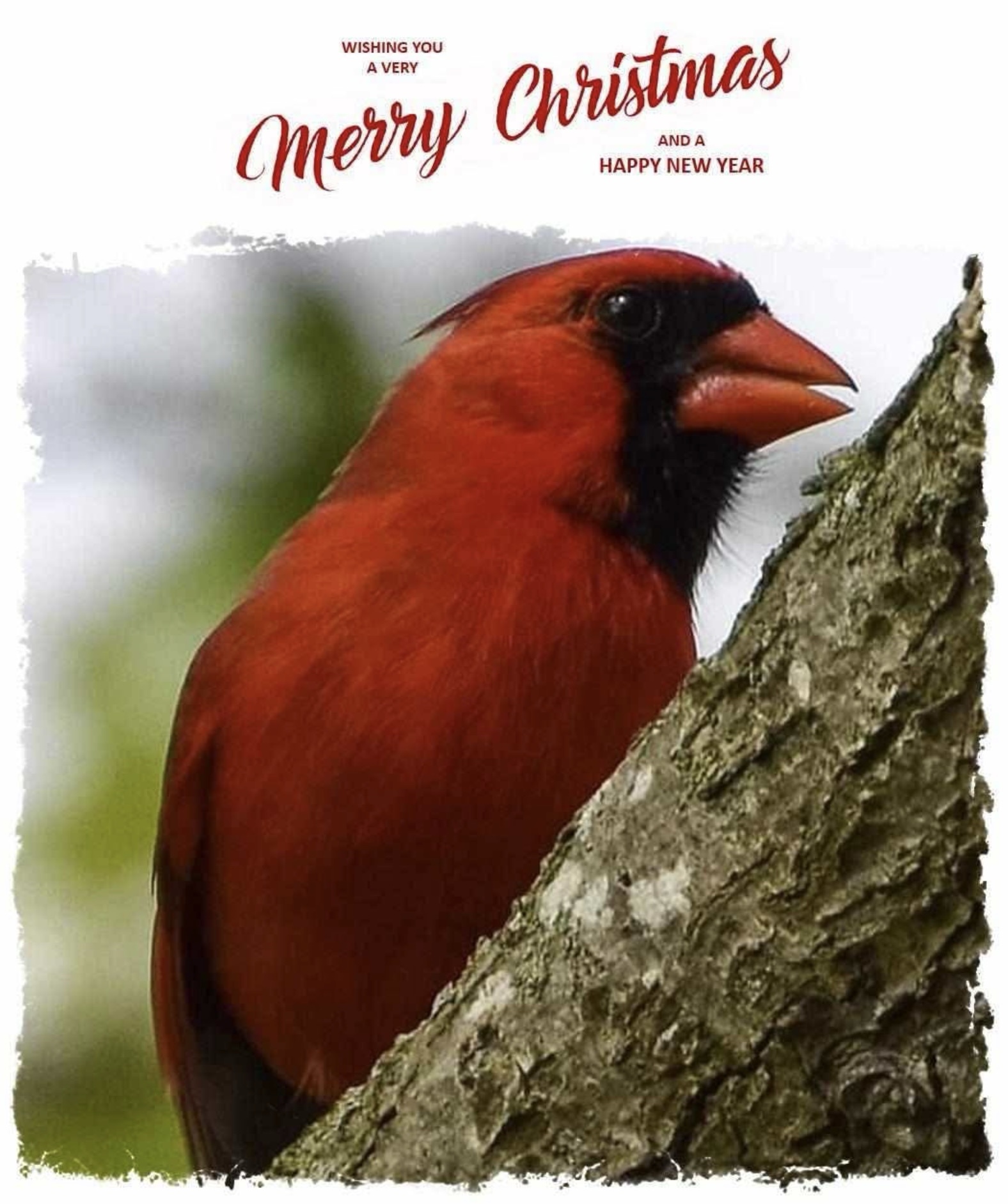Majestic Cardinal in the wild