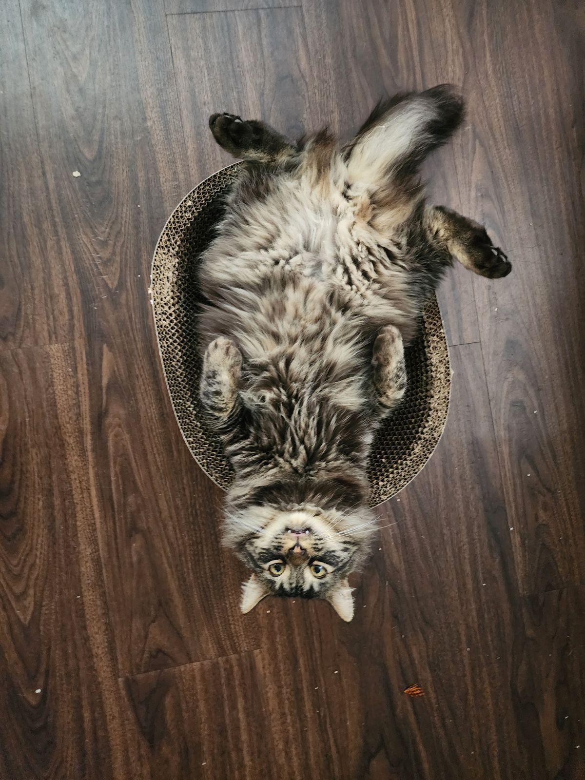Meet Chunk: The Adorable Dwarfism Kitty with a Heartwarming Story