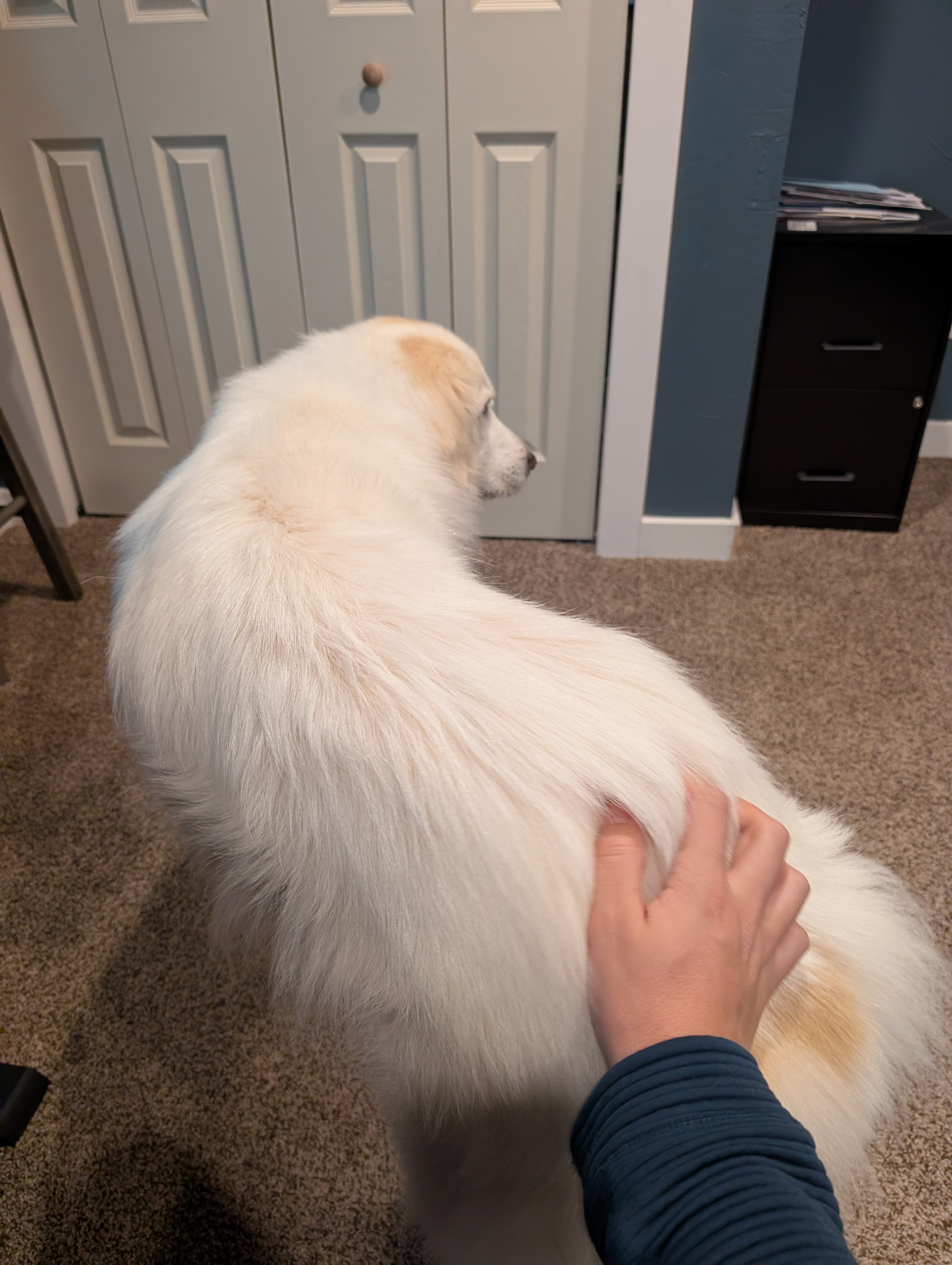 Winter Chronicles: Day 812 of the Chill