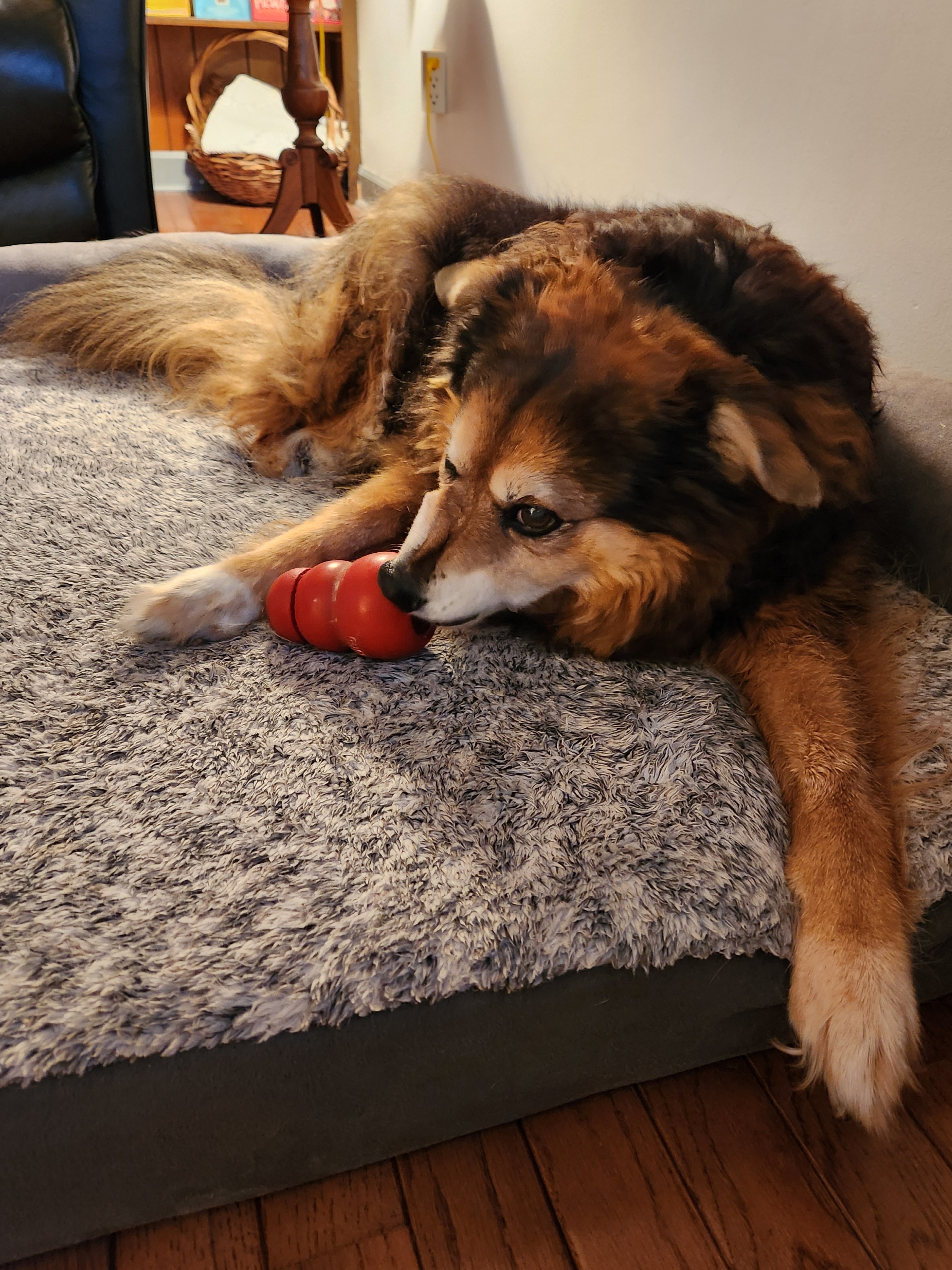 Peanut the Dog's Daily Adventures - Day 1535