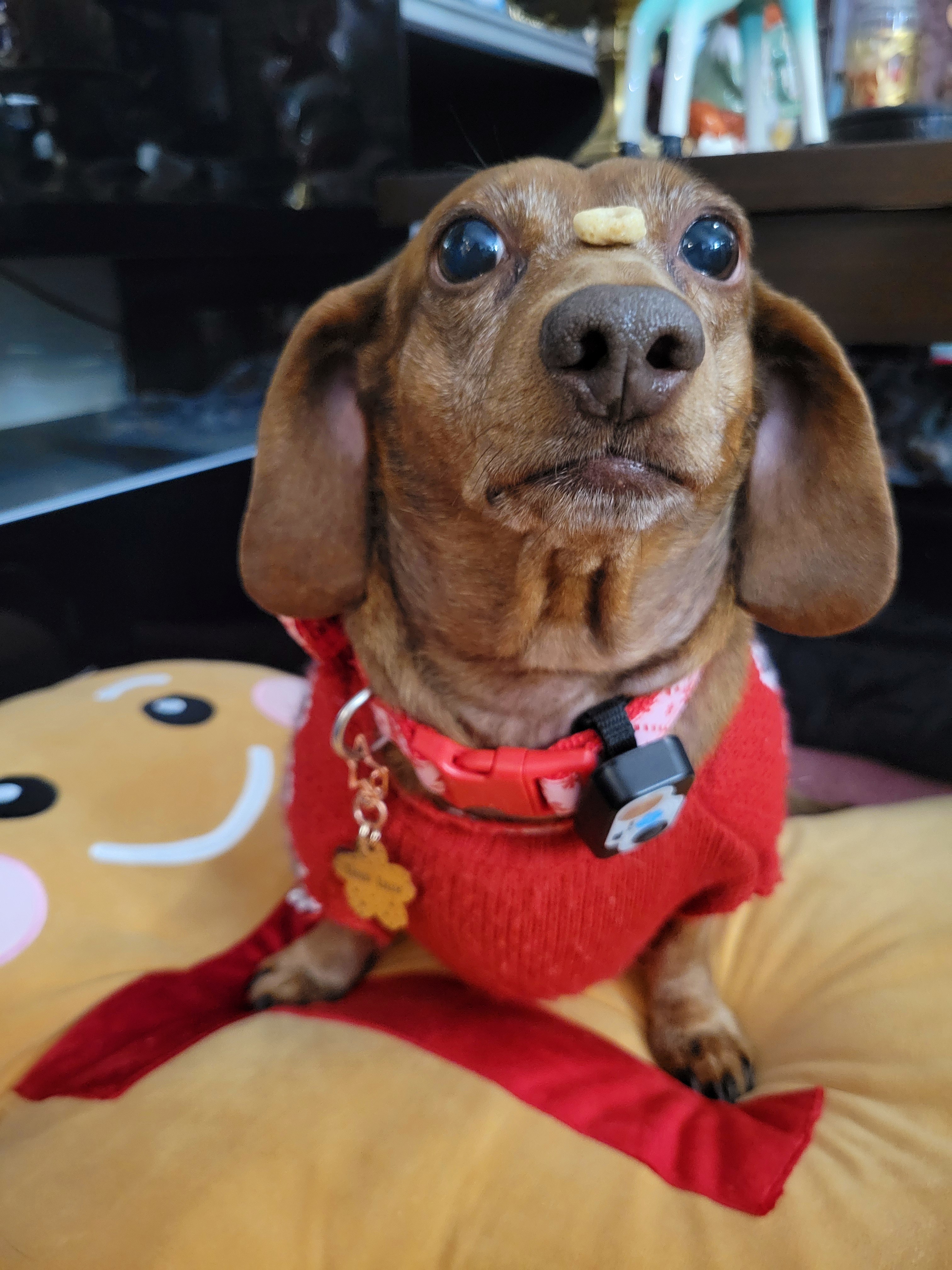 Meet My Adorable Pup, Tiger Lilly #720