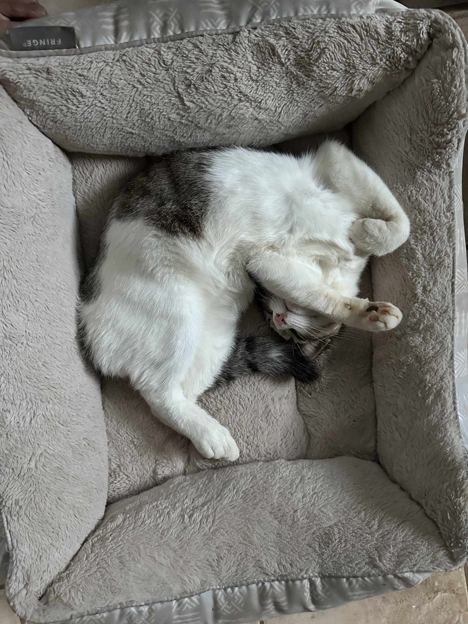 Meet Oliver: The Star of the Show