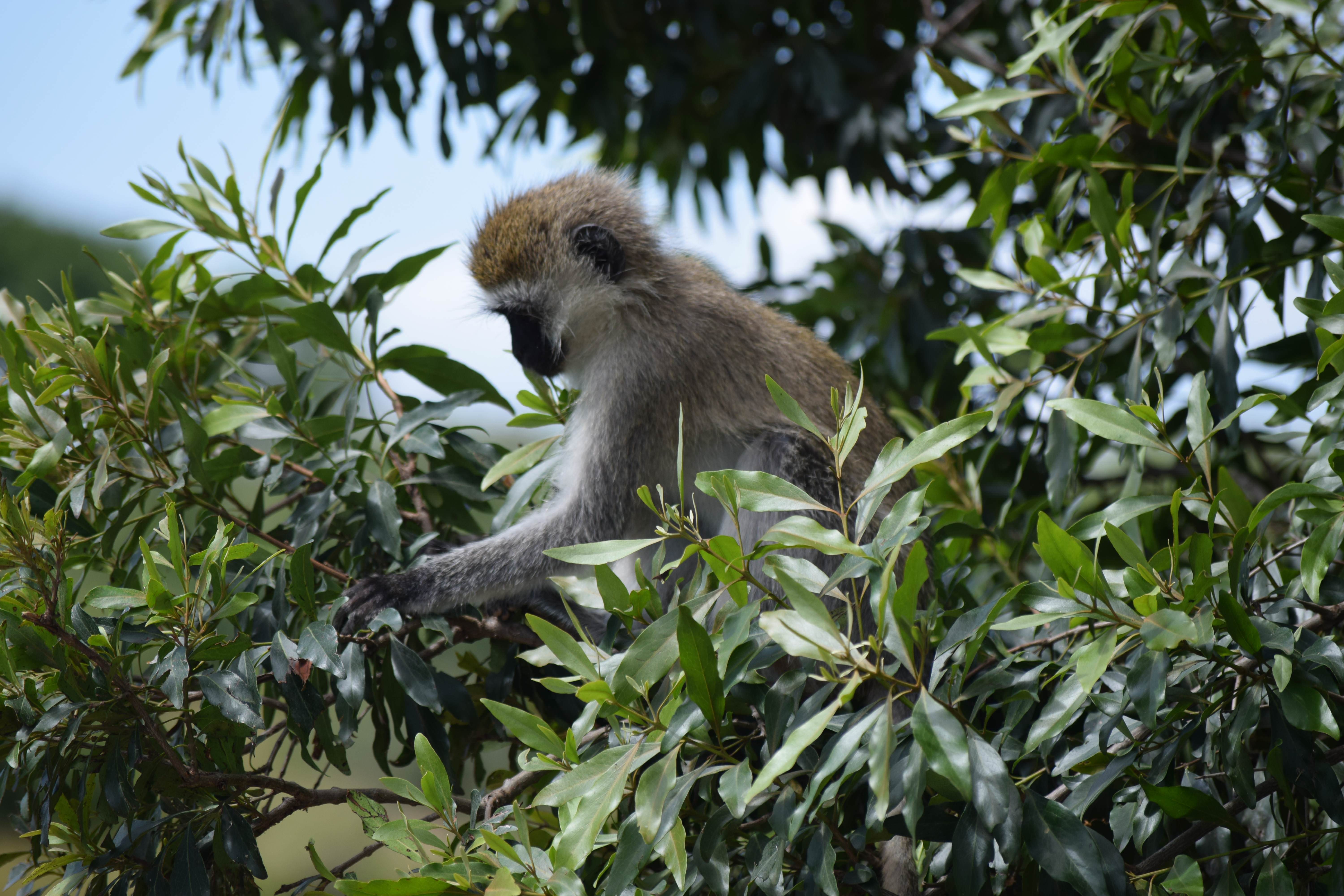 The playful monkey steals the show!