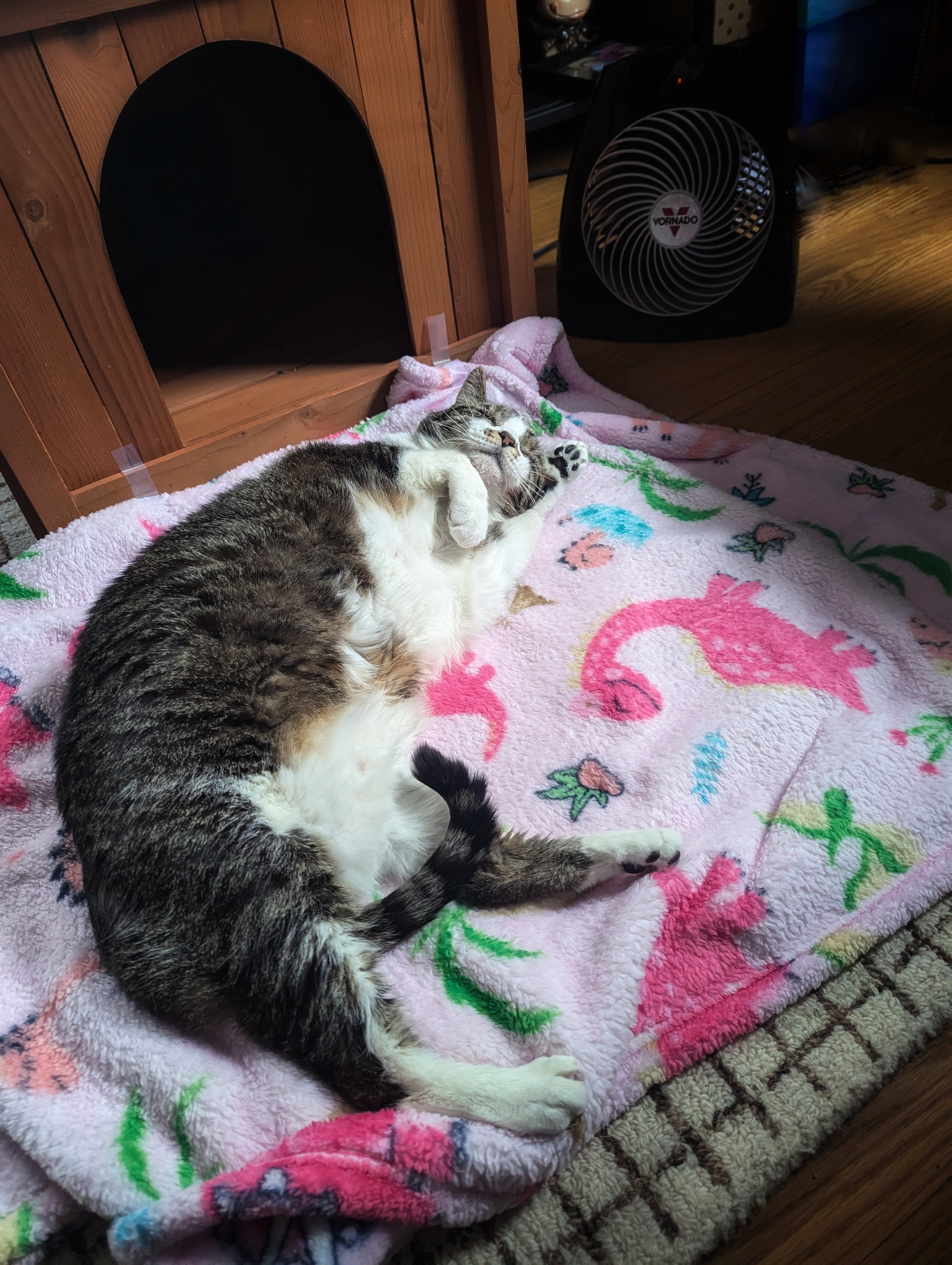 The Return of the Heater Vent Cat!