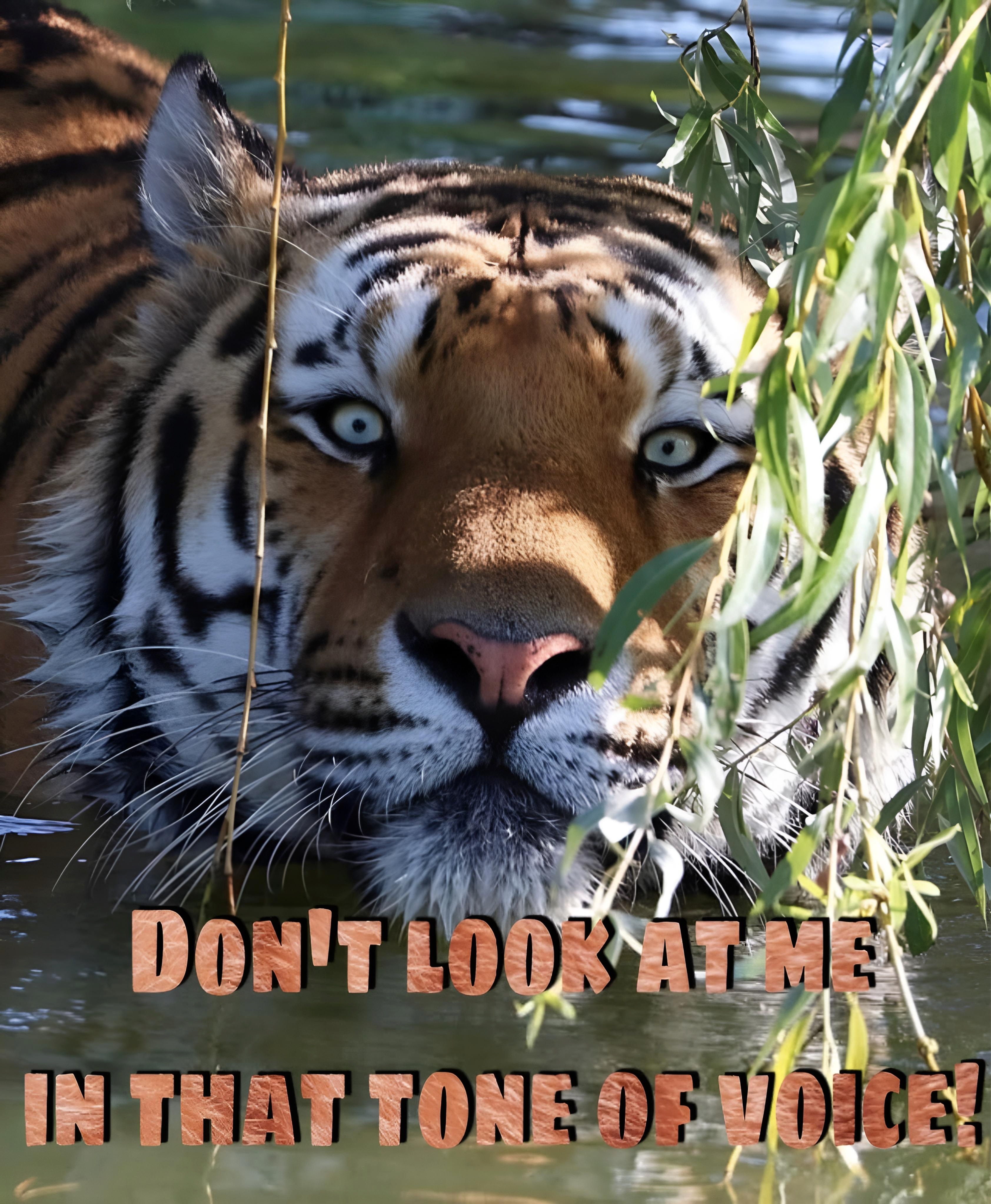 A Cheerful Salute to Mr. Tiger!