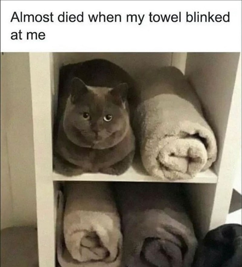 Random meme collection volume 14: The essential cat edition