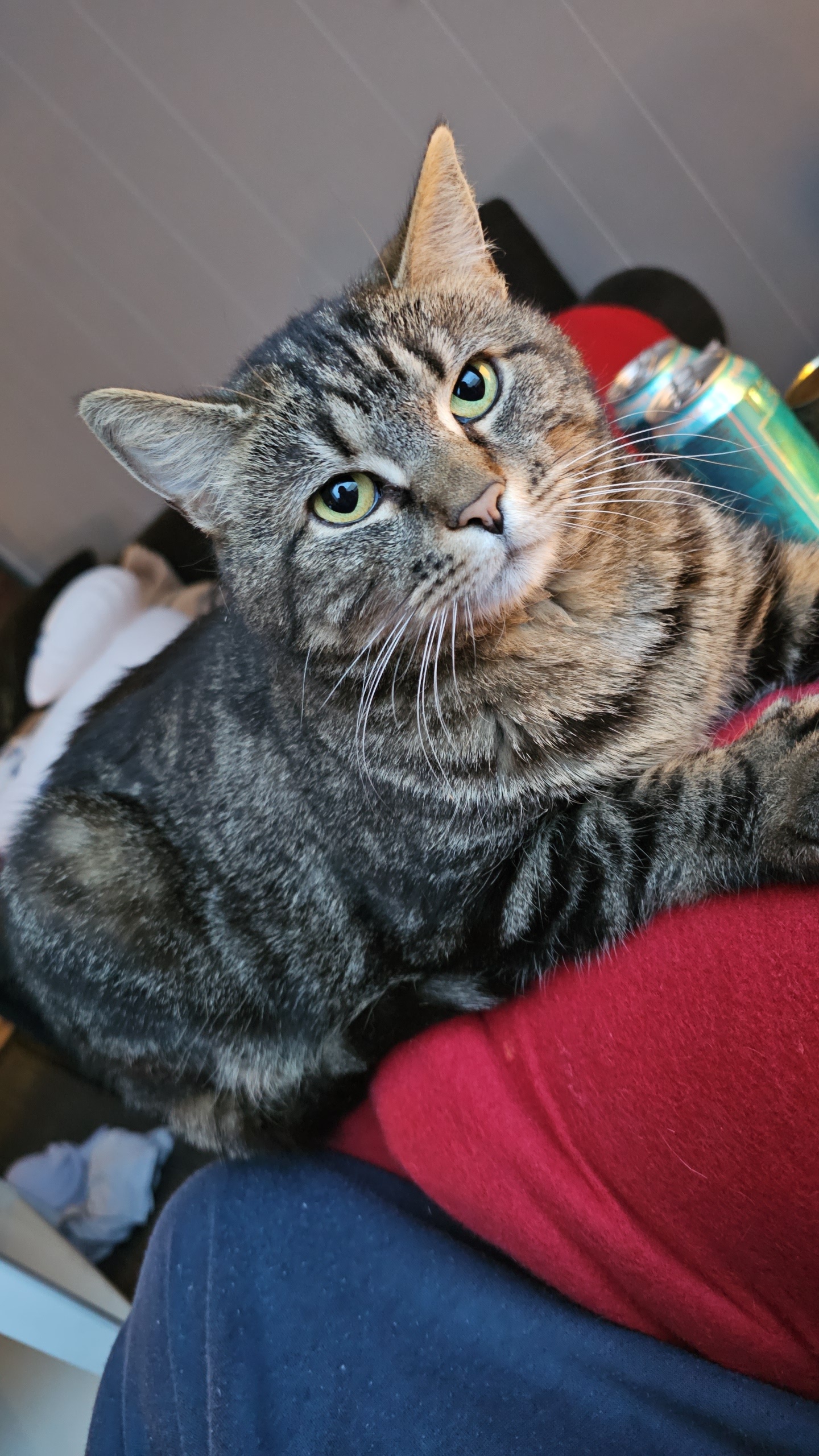 Celebrating Caturday with Joy and Feline Fun!