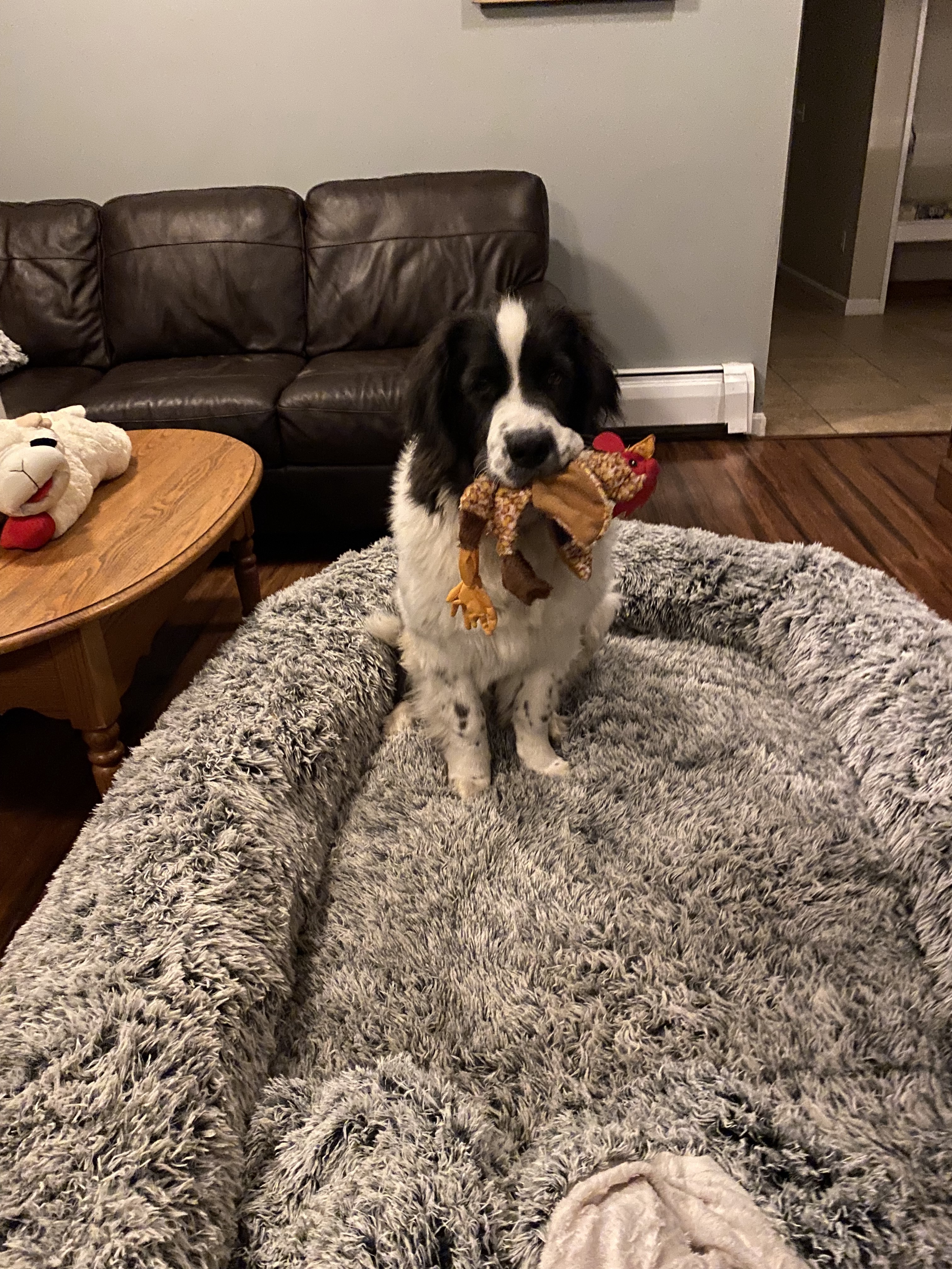 Tonky enjoying his Thanksgiving turkey feast